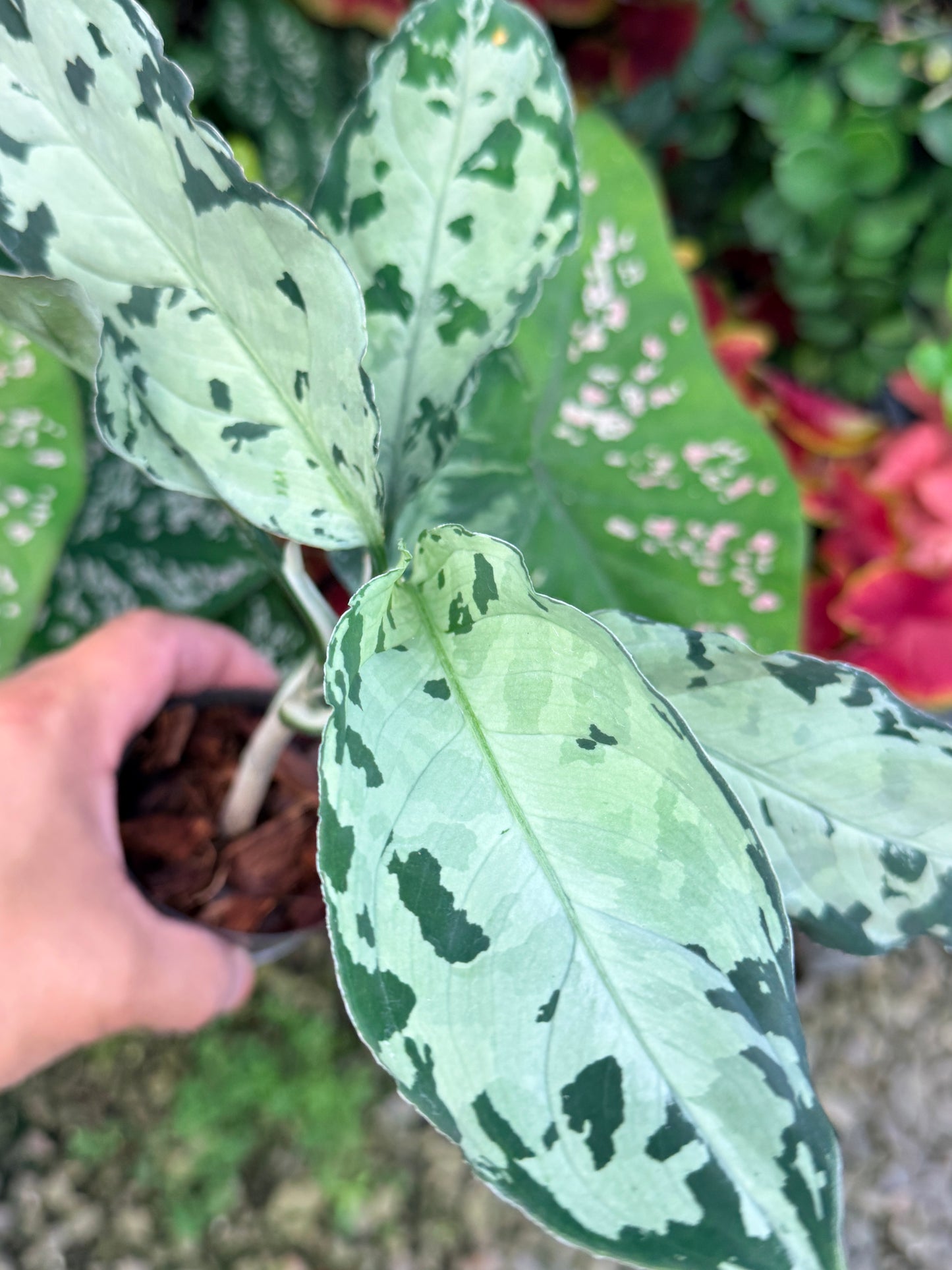 Aglaonema 'Pictum Tricolor' Hybrid M18