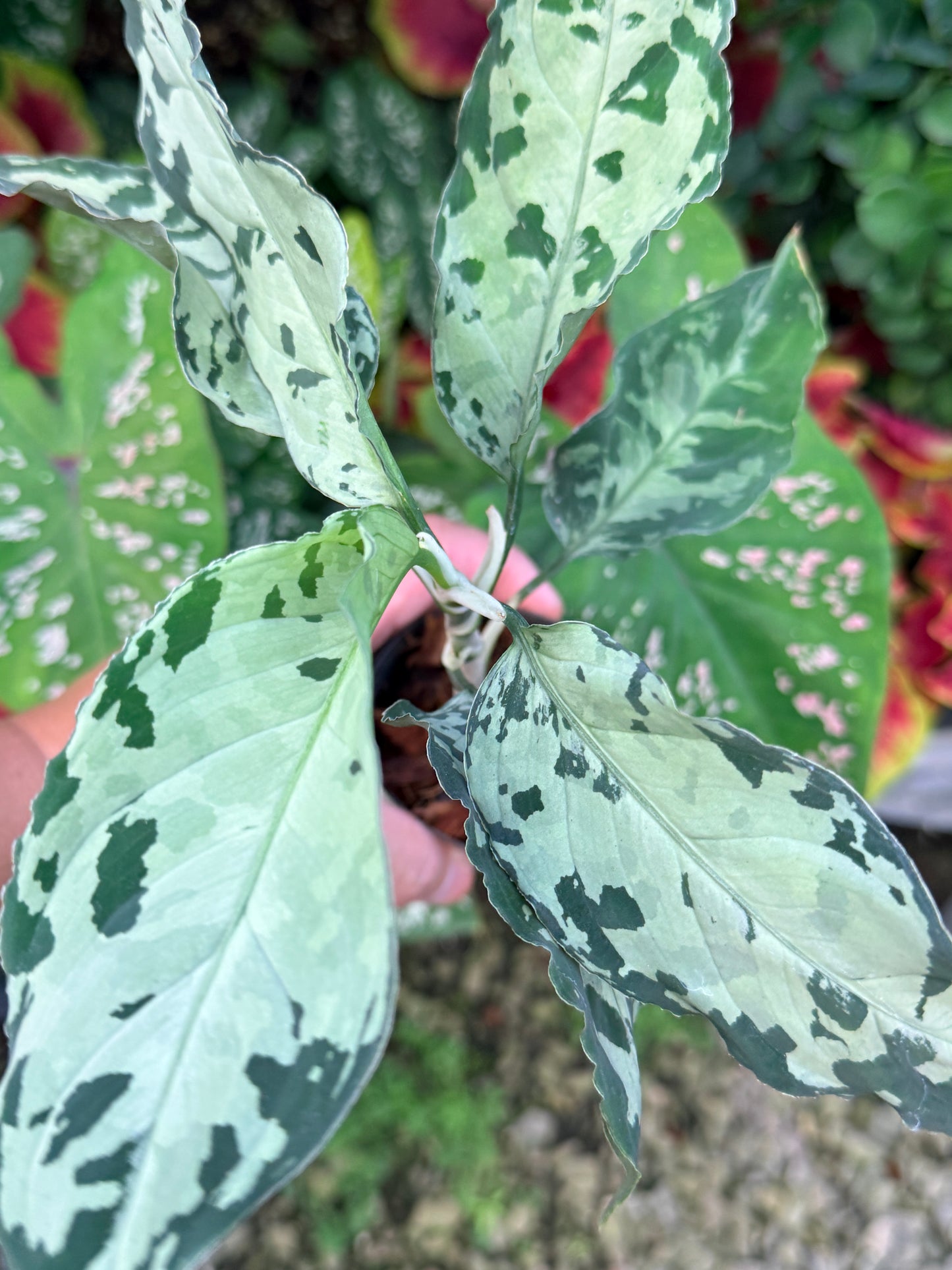Aglaonema 'Pictum Tricolor' Hybrid M18