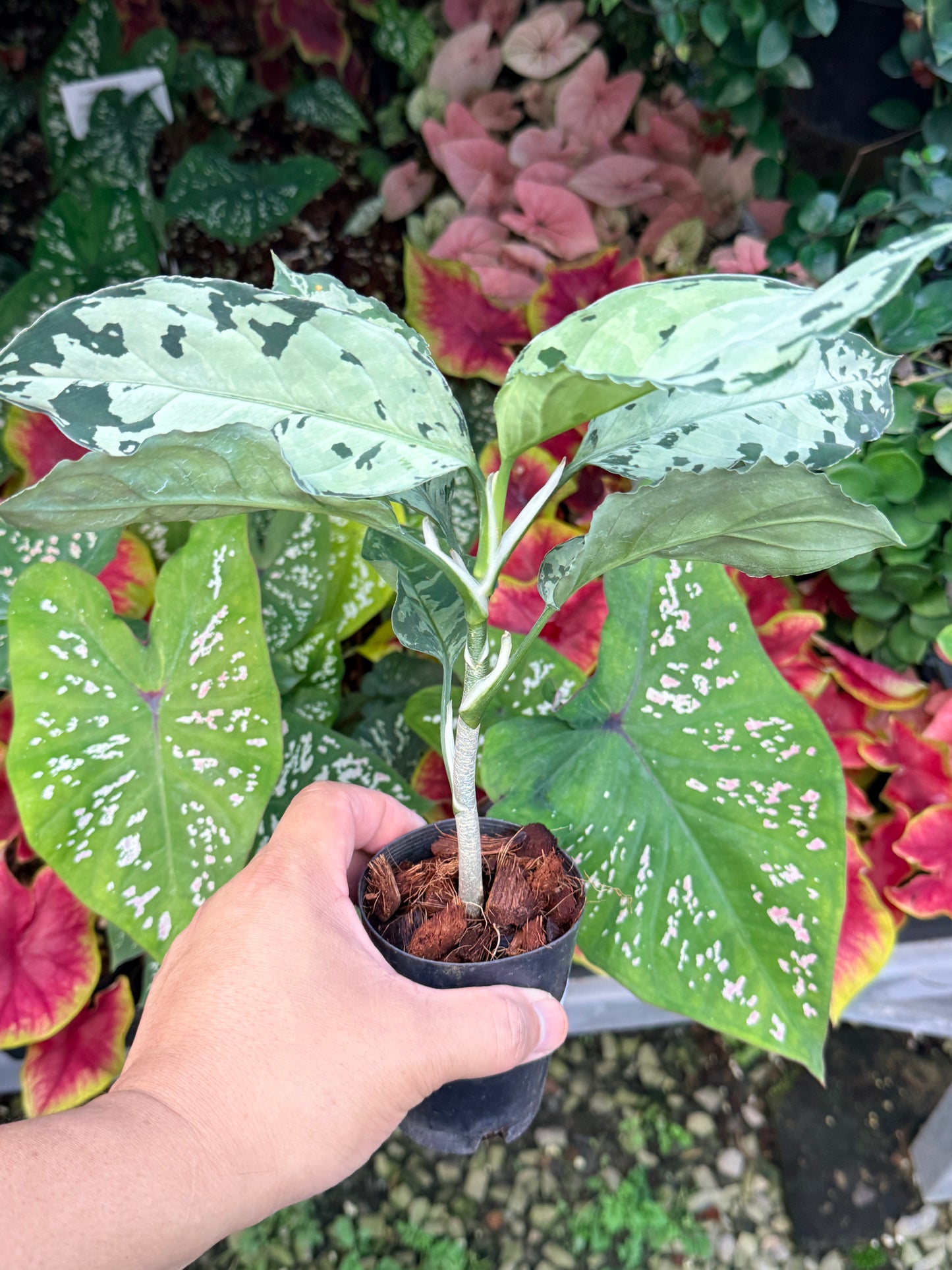 Aglaonema 'Pictum Tricolor' Hybrid M18
