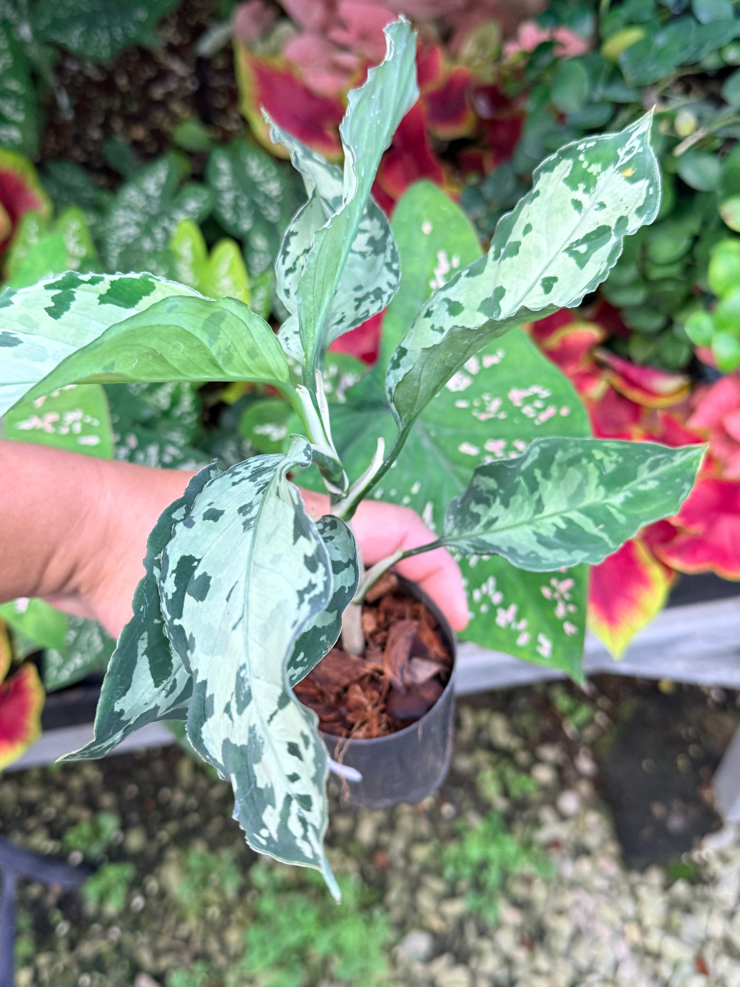 Aglaonema 'Pictum Tricolor' Hybrid M18