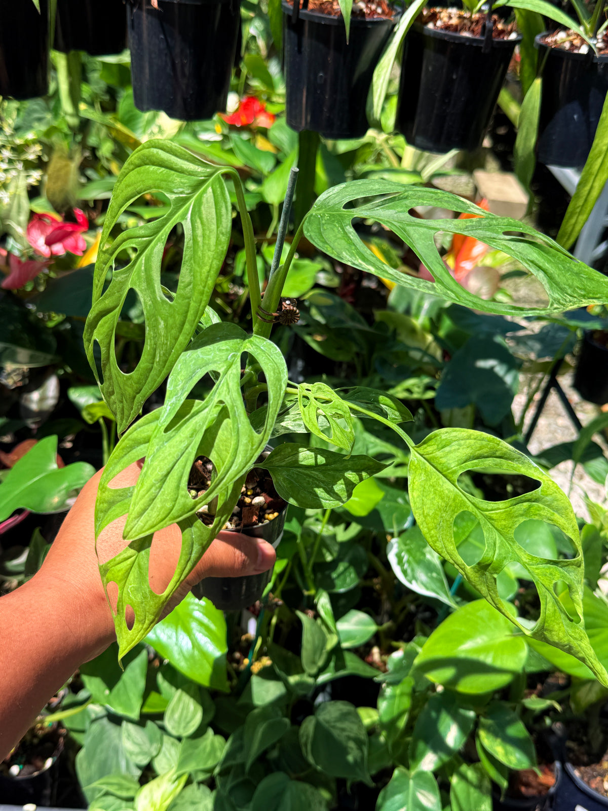Monstera adansonii 'Indonesian Form' Variegata I80