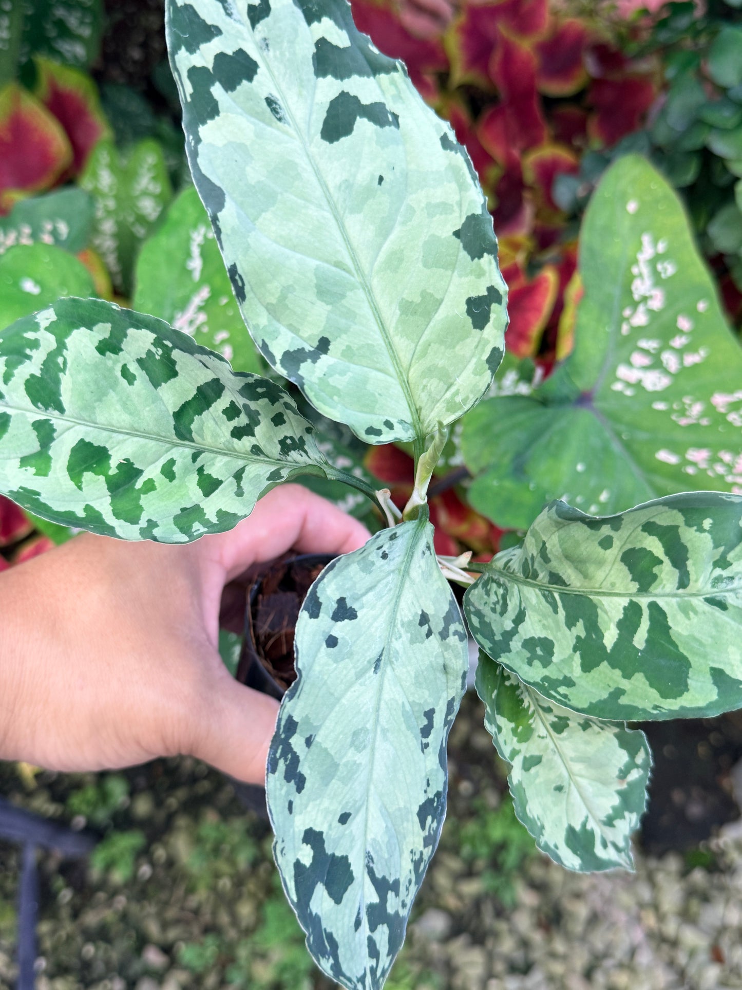 Aglaonema 'Pictum Tricolor' Hybrid M19