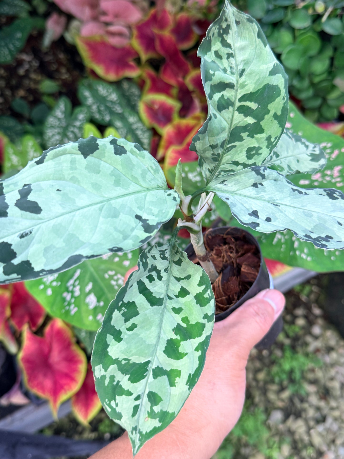 Aglaonema 'Pictum Tricolor' Hybrid M19