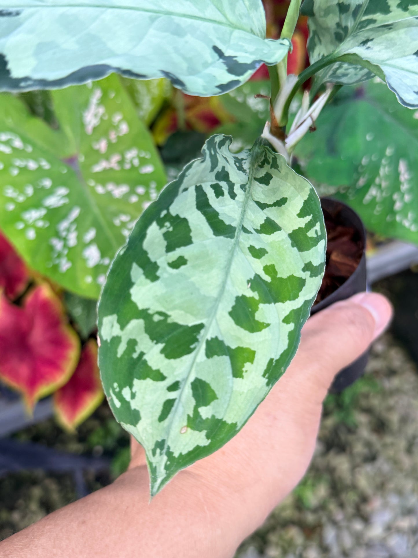 Aglaonema 'Pictum Tricolor' Hybrid M19