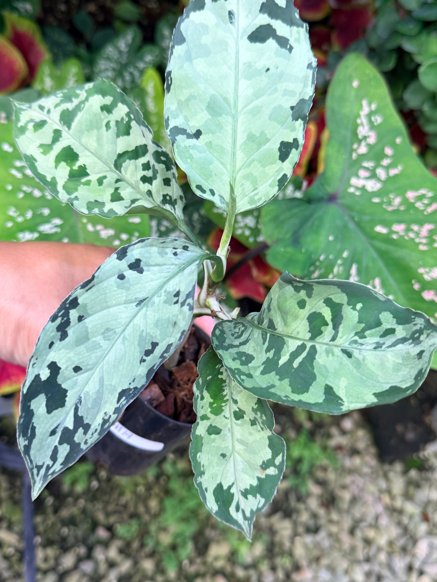 Aglaonema 'Pictum Tricolor' Hybrid M19