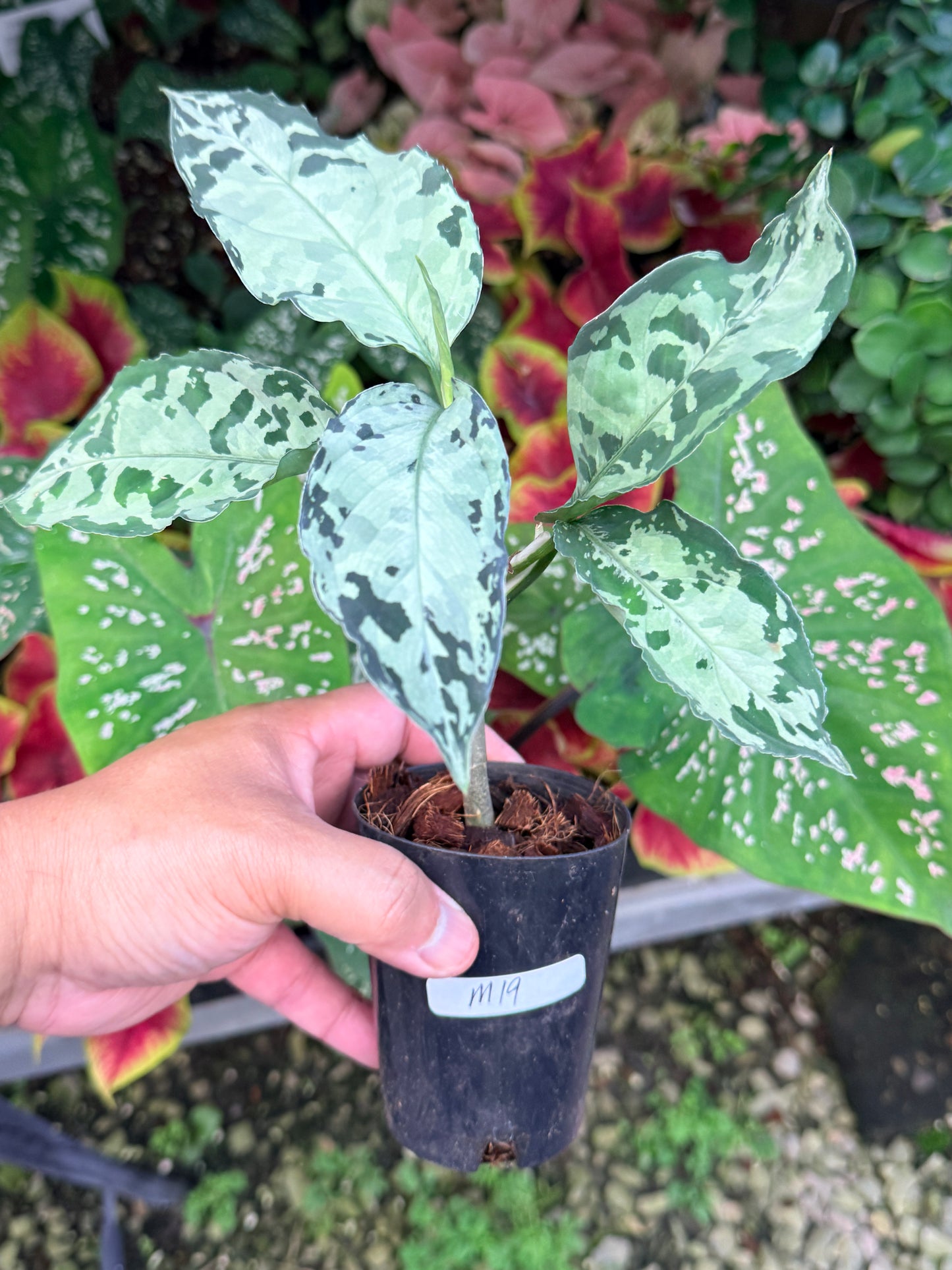 Aglaonema 'Pictum Tricolor' Hybrid M19