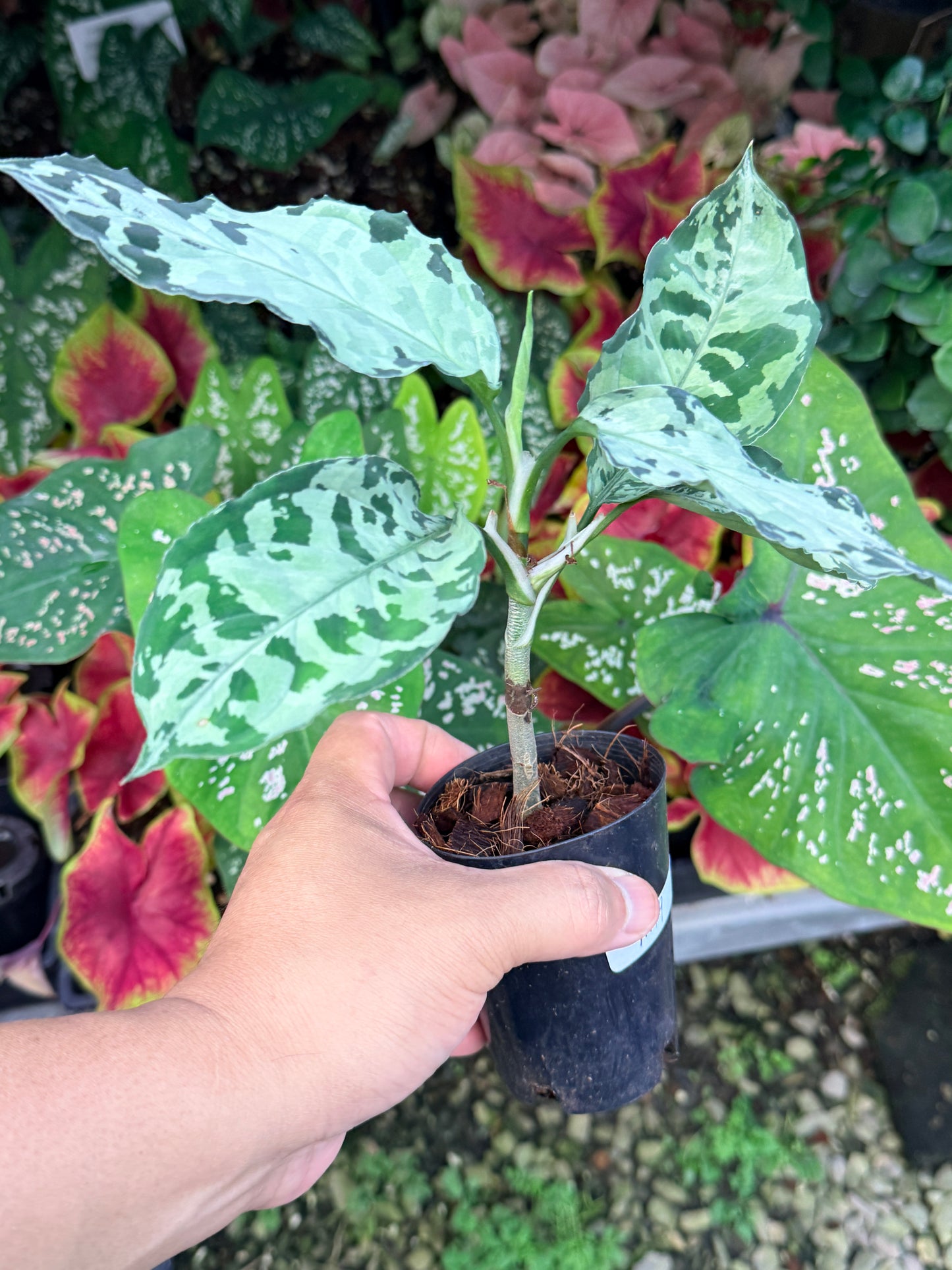 Aglaonema 'Pictum Tricolor' Hybrid M19