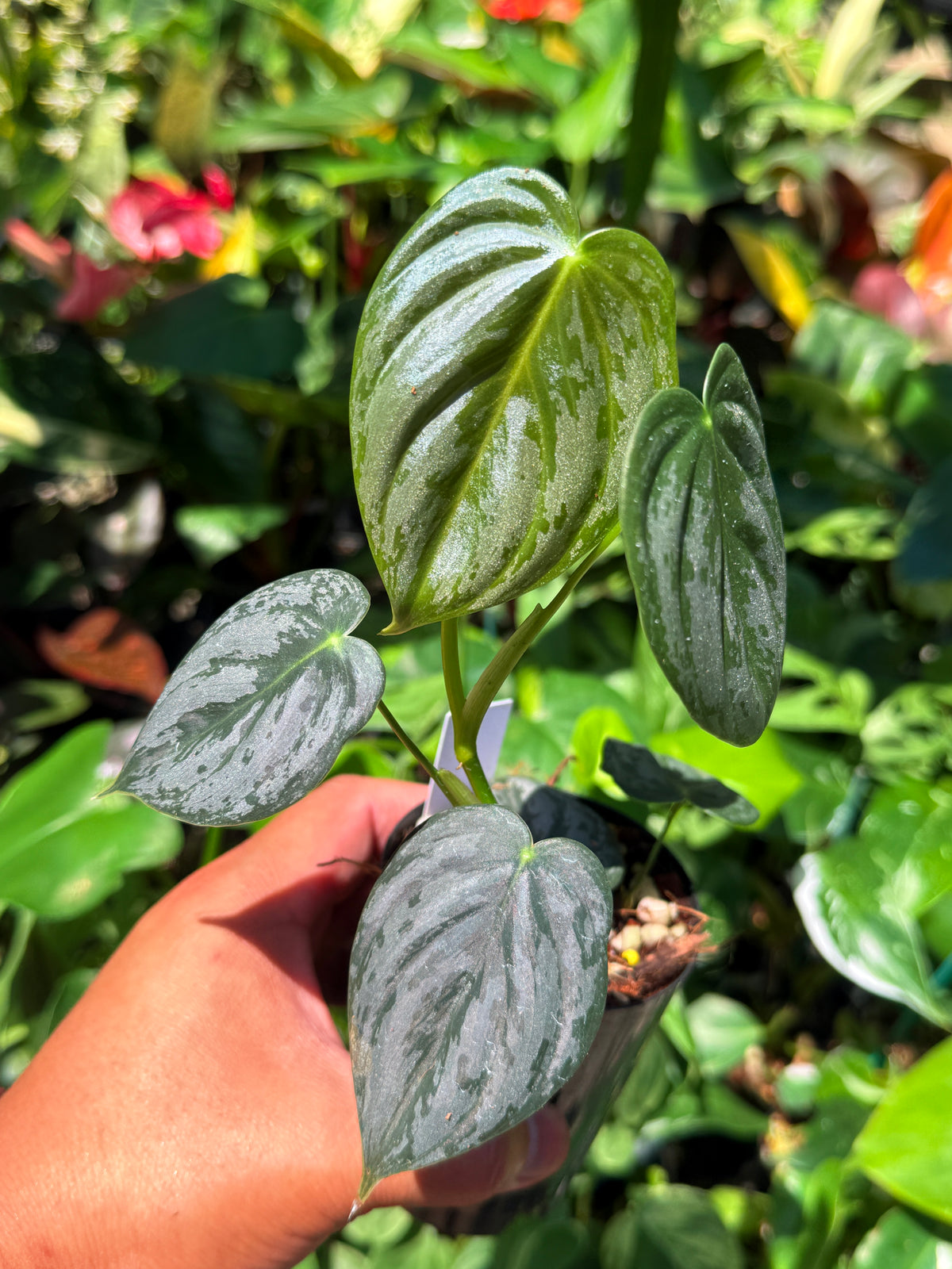 Philodendron 'Brandtianum' U77