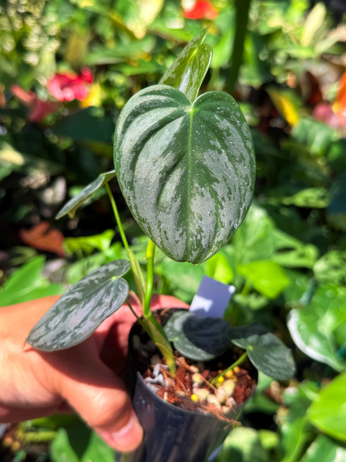 Philodendron 'Brandtianum' U77