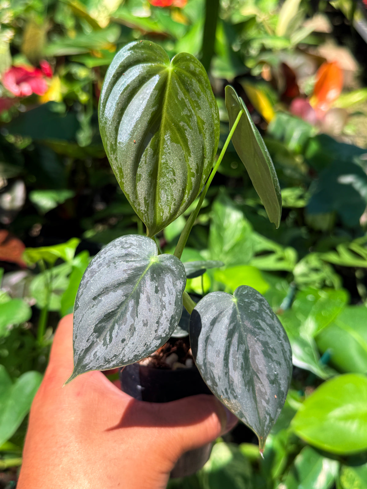 Philodendron 'Brandtianum' U77