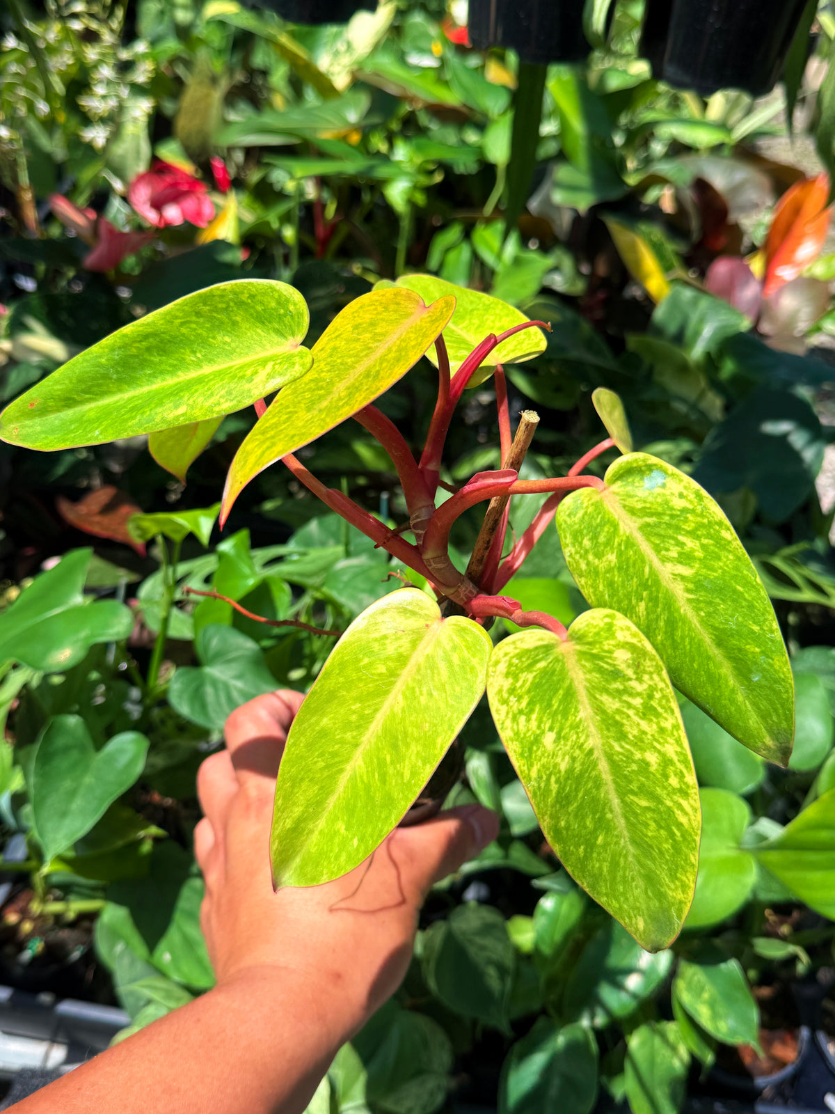 Philodendron 'Painted Lady' F69