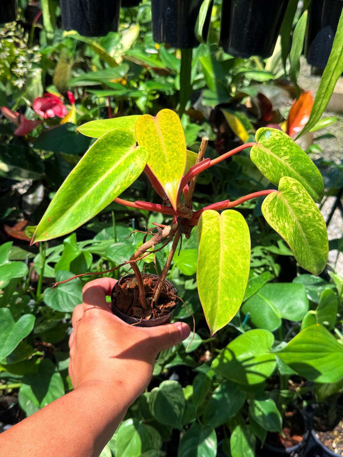 Philodendron 'Painted Lady' F69