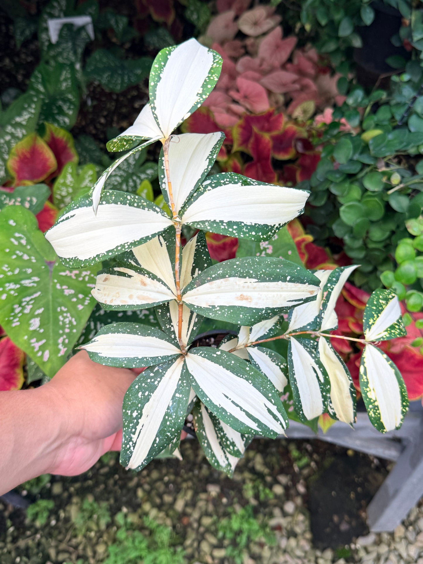 Dracaena 'Milky Way' M4
