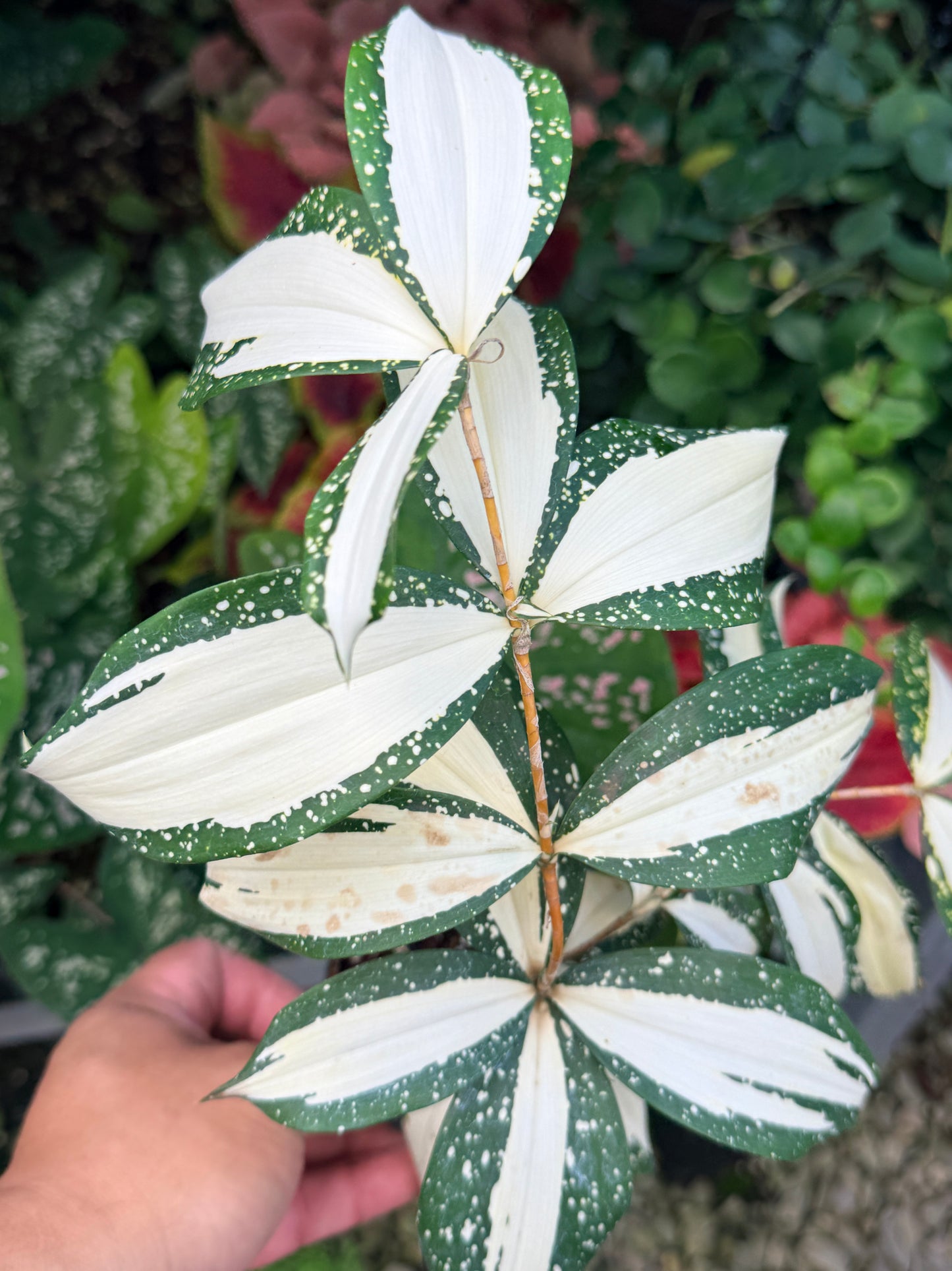 Dracaena 'Milky Way' M4