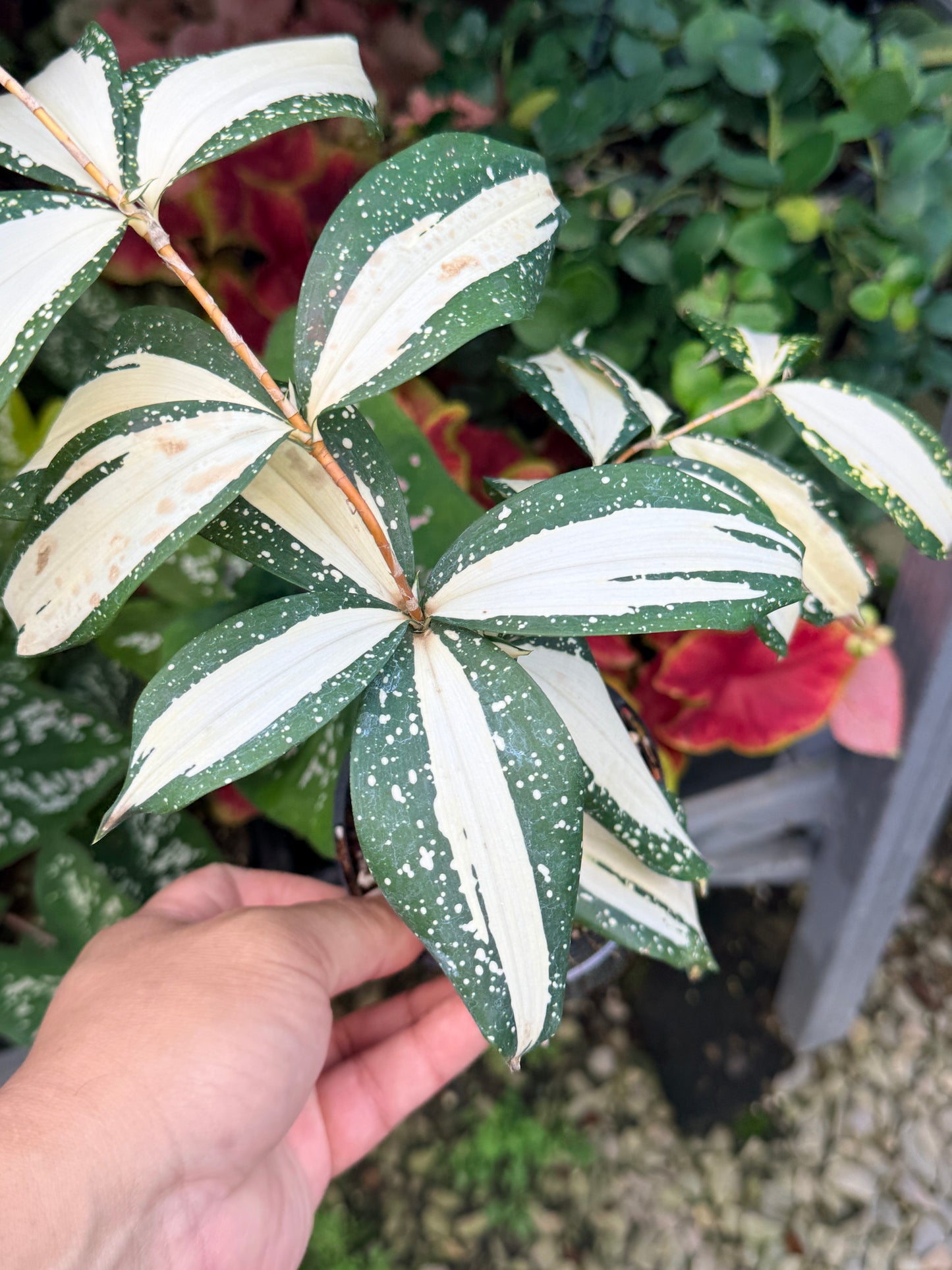 Dracaena 'Milky Way' M4