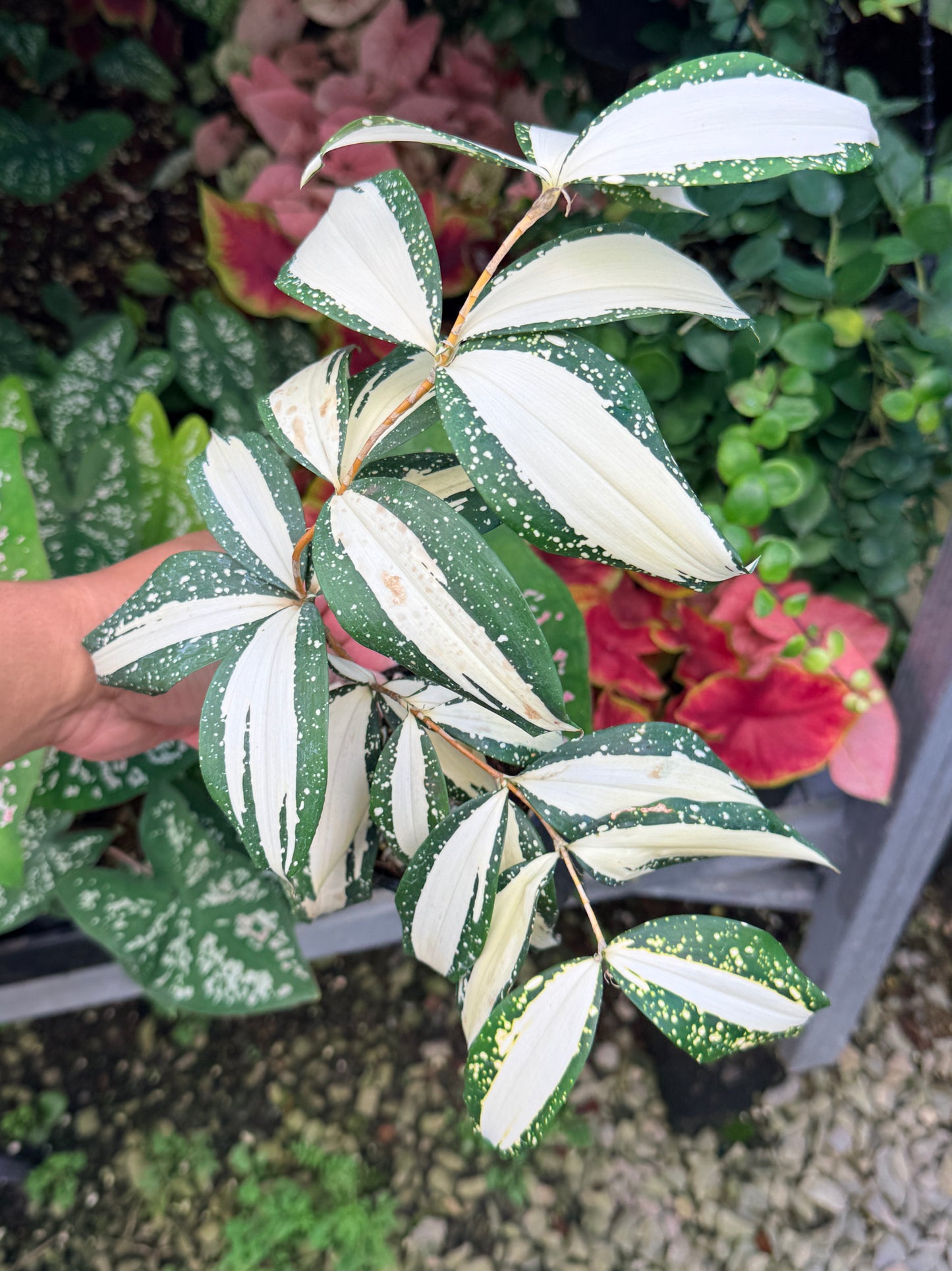 Dracaena 'Milky Way' M4