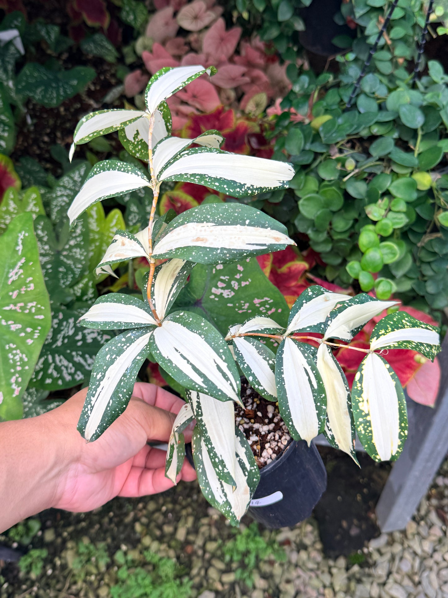 Dracaena 'Milky Way' M4