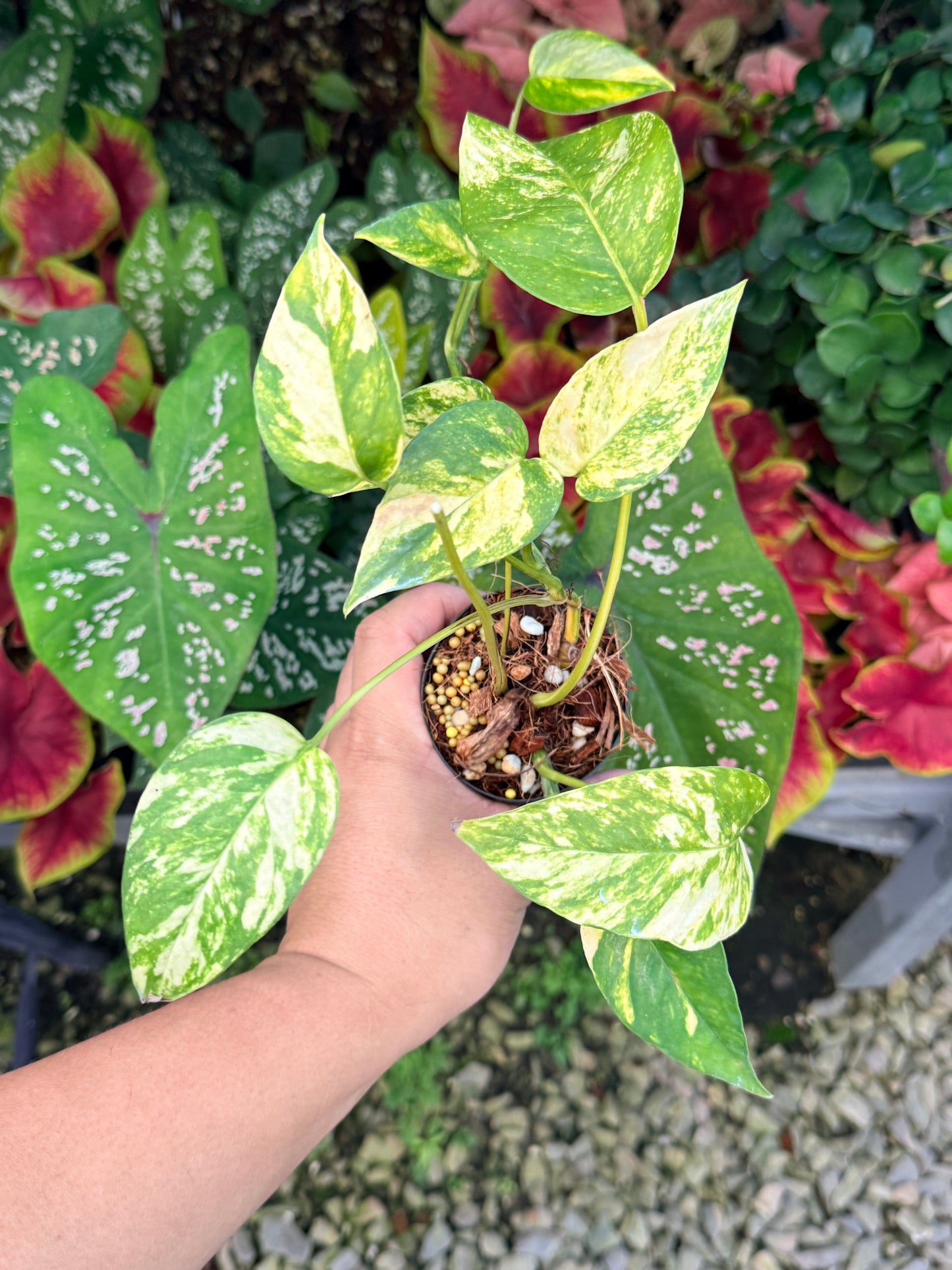 Epipremnum pinnatum 'Yellow Flame' M16