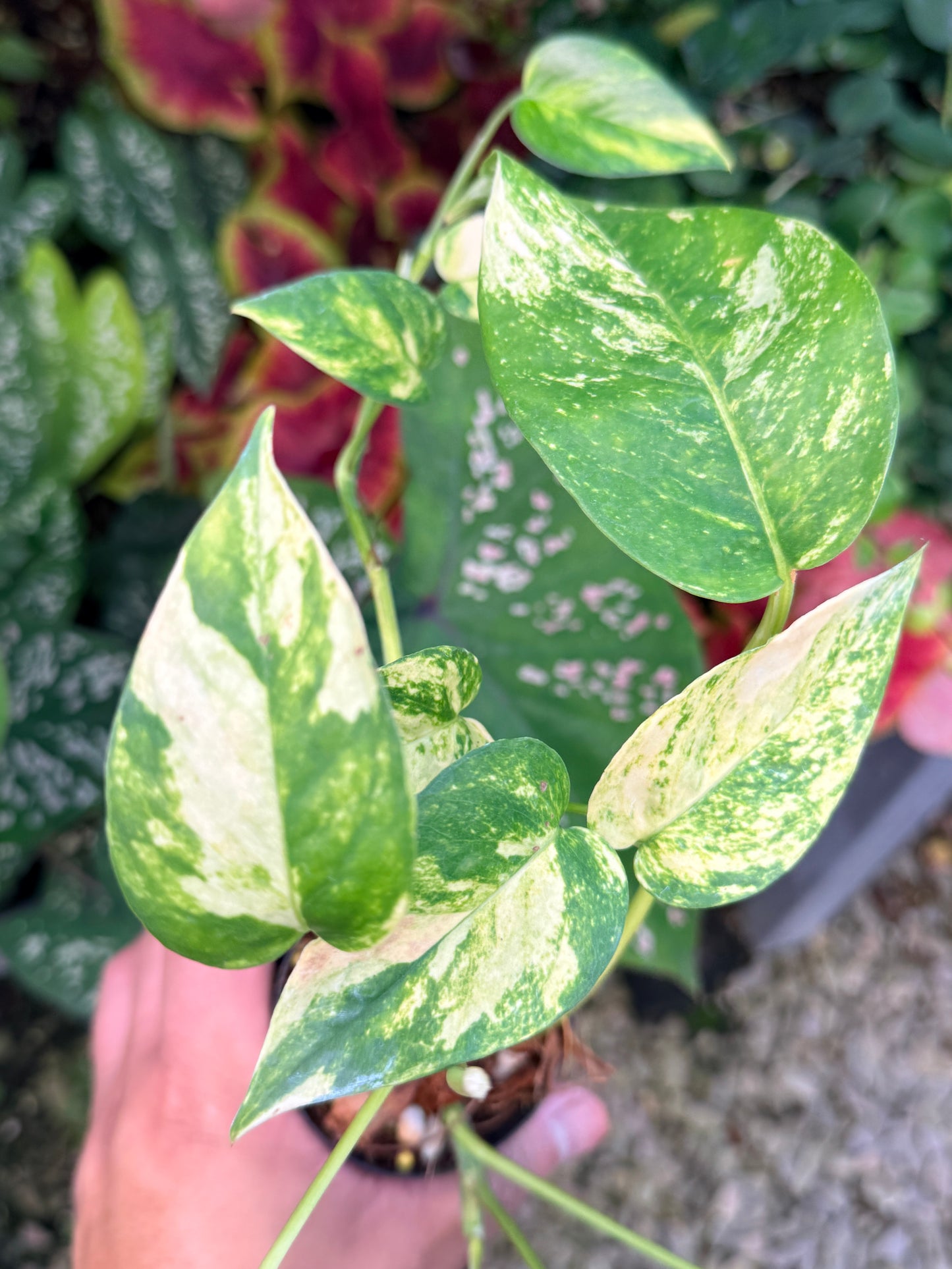 Epipremnum pinnatum 'Yellow Flame' M16