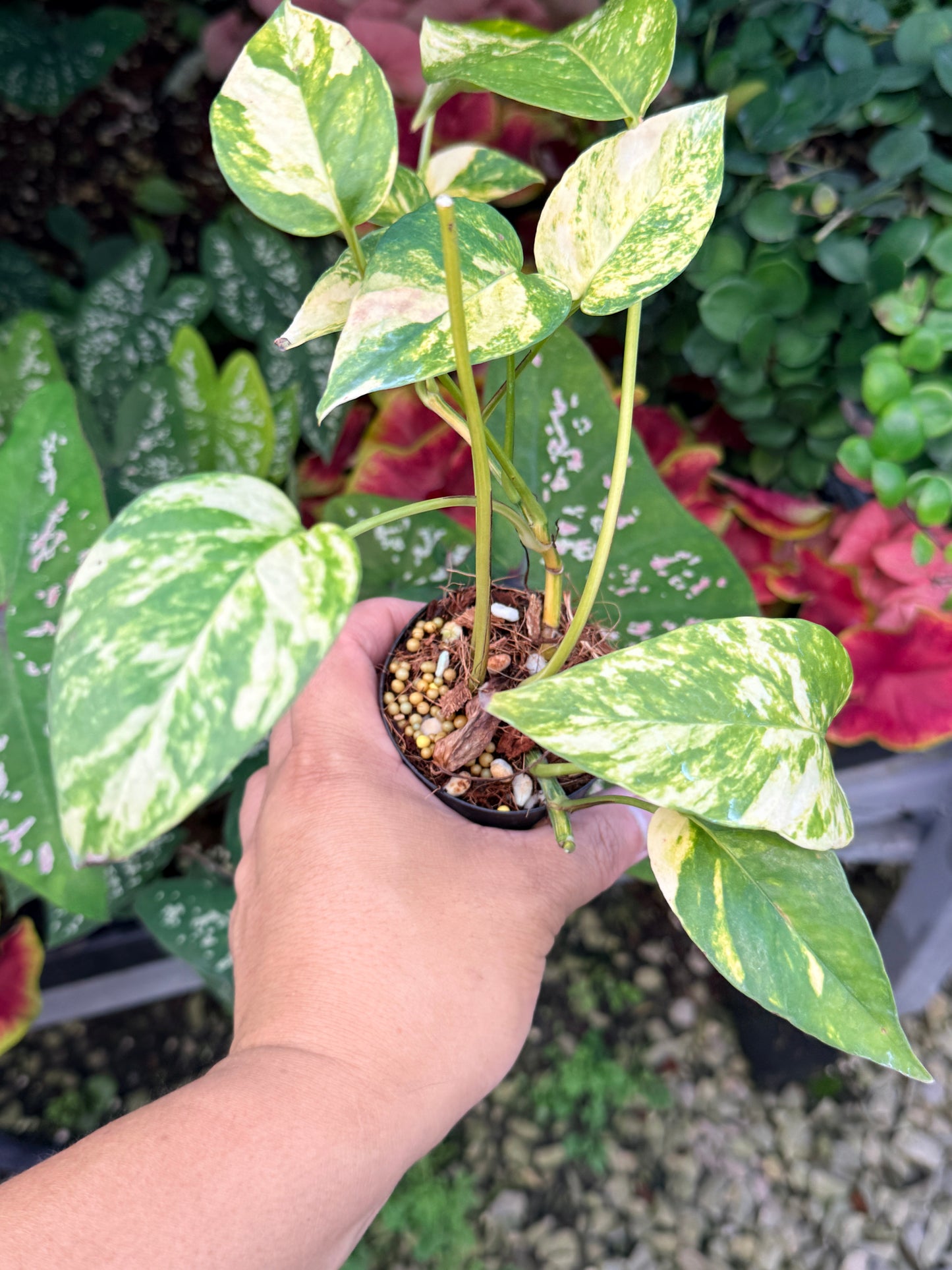 Epipremnum pinnatum 'Yellow Flame' M16