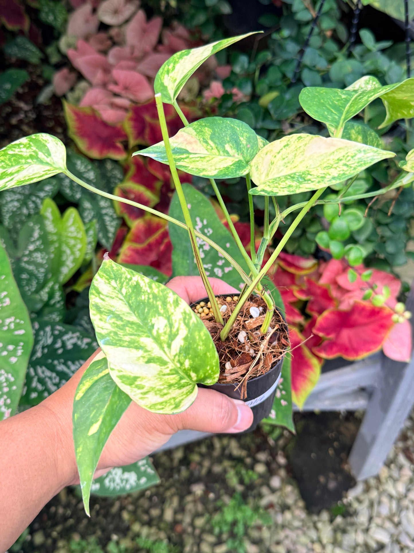 Epipremnum pinnatum 'Yellow Flame' M16