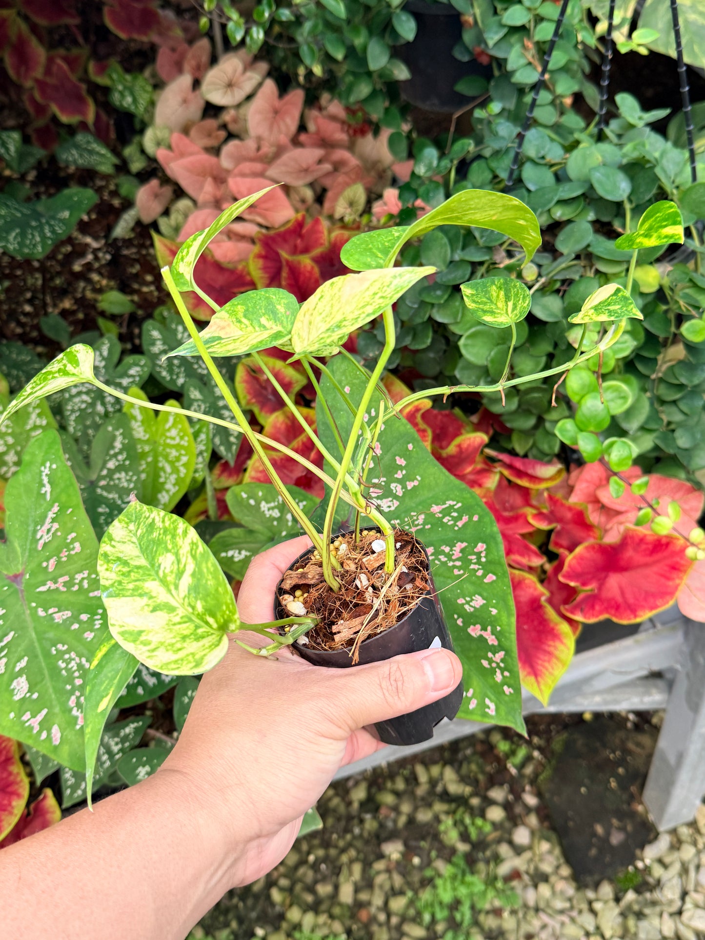 Epipremnum pinnatum 'Yellow Flame' M16