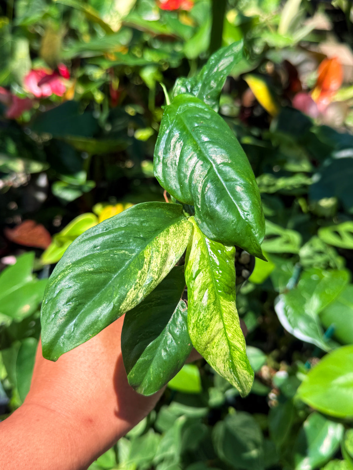 Rhaphidophora 'Puberula Variegata' U80