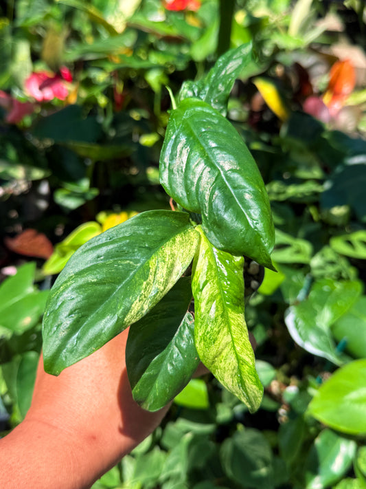 Rhaphidophora 'Puberula Variegata' U80