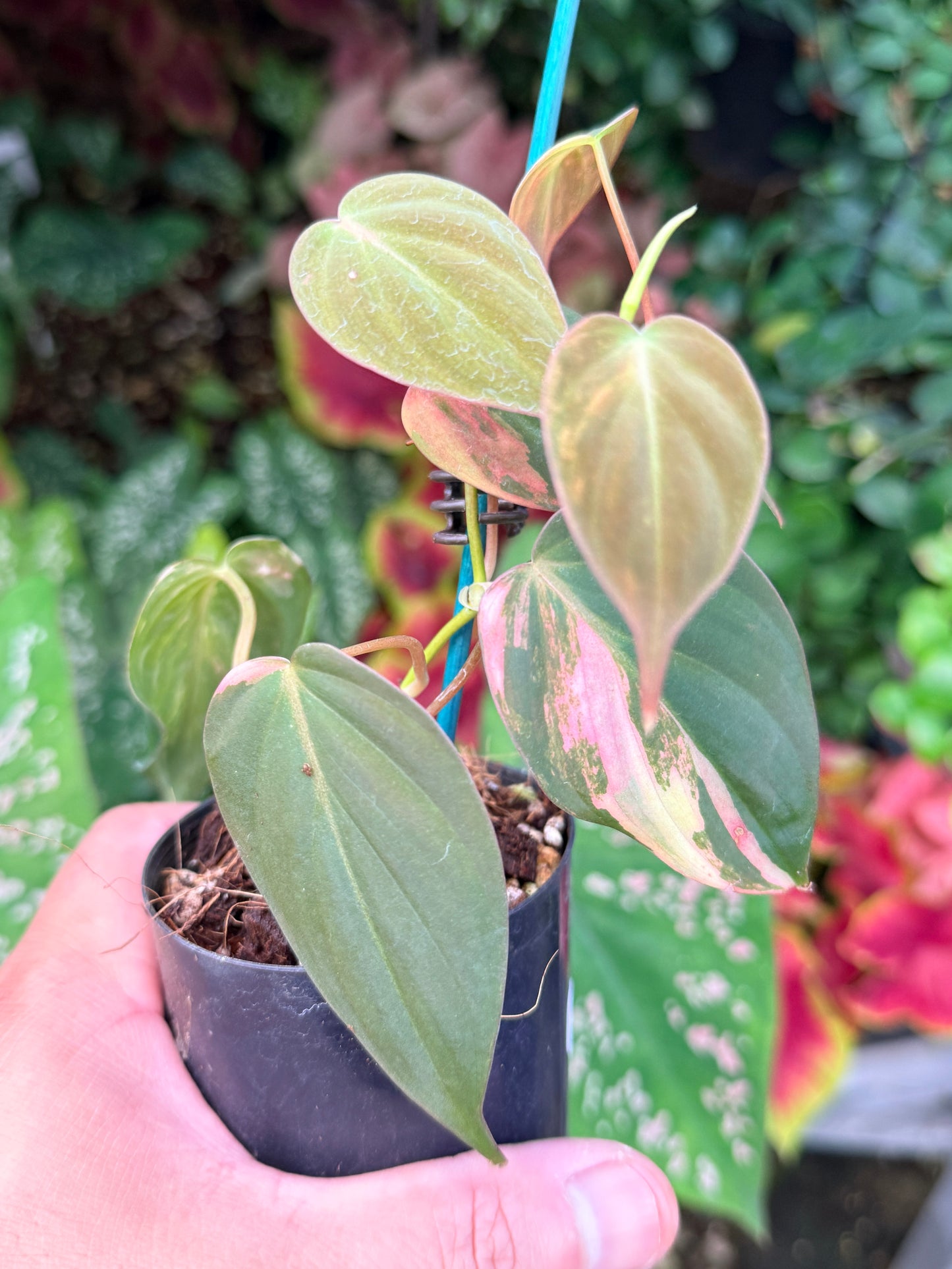 Philodendron Micans Variegated M3