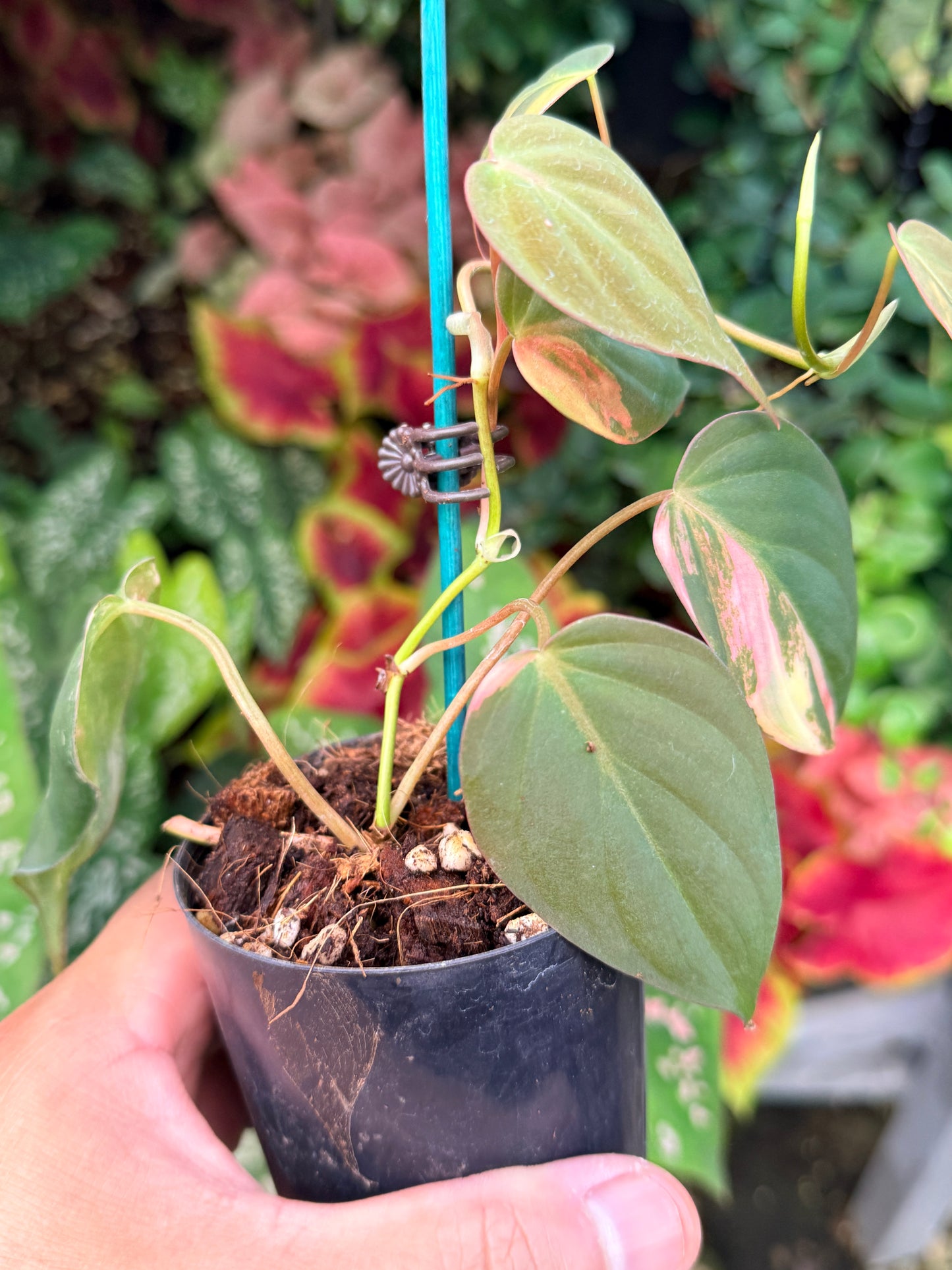 Philodendron Micans Variegated M3