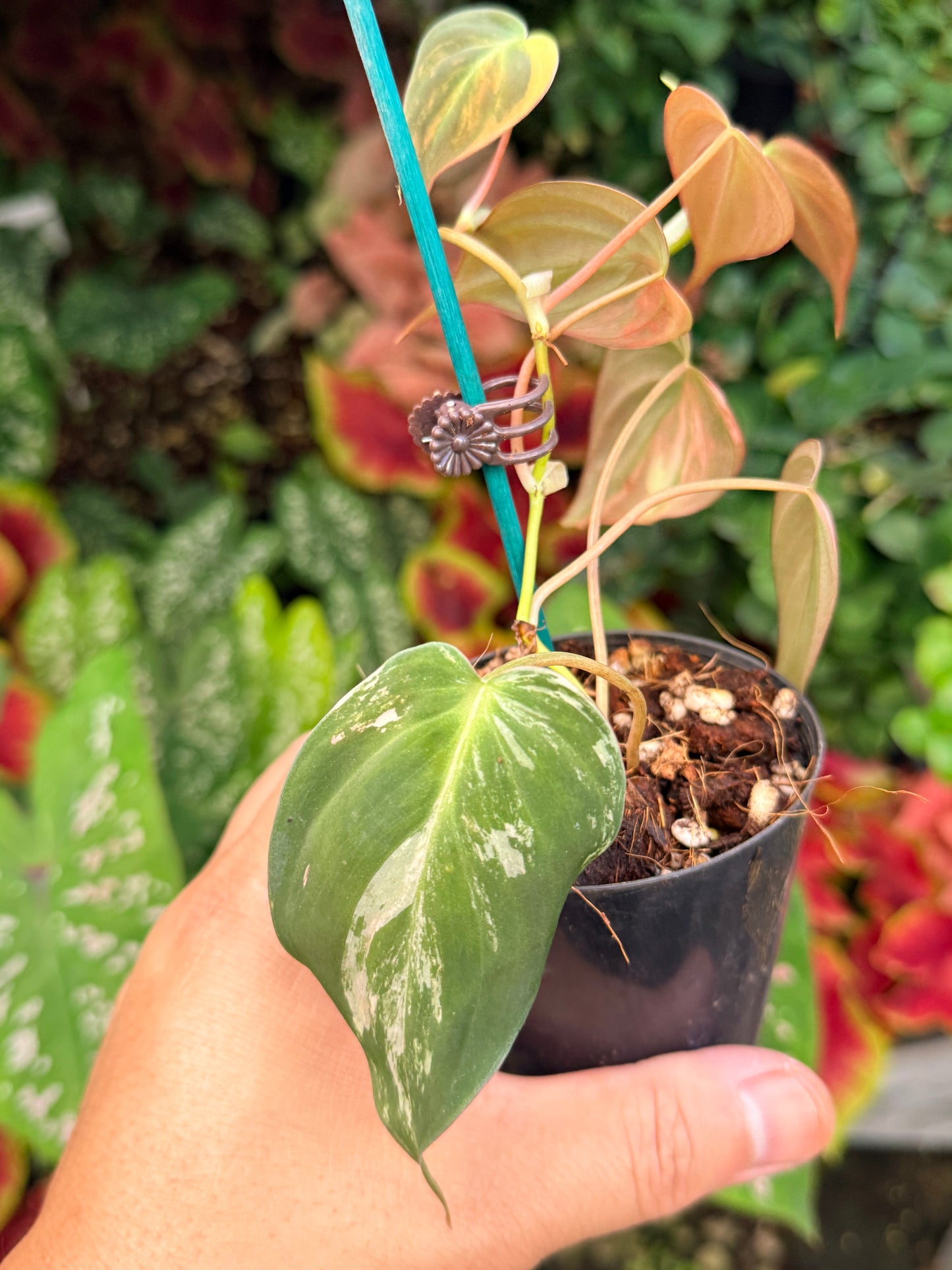 Philodendron Micans Variegated M3