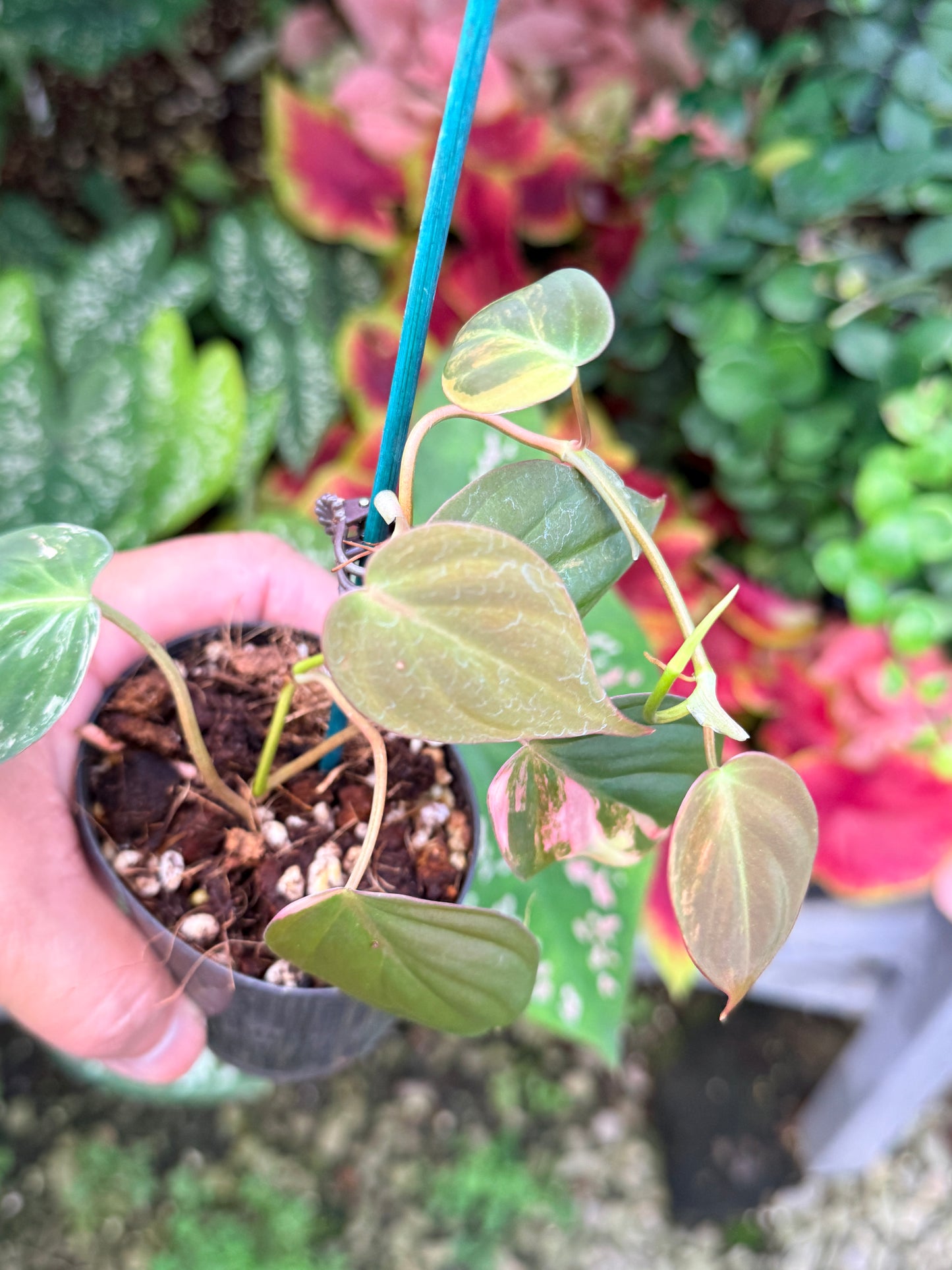 Philodendron Micans Variegated M3