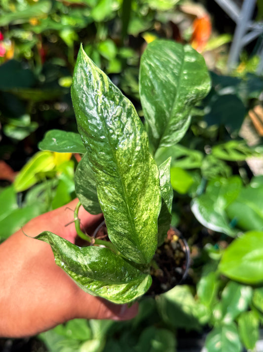 Rhaphidophora 'Puberula Variegata' U78