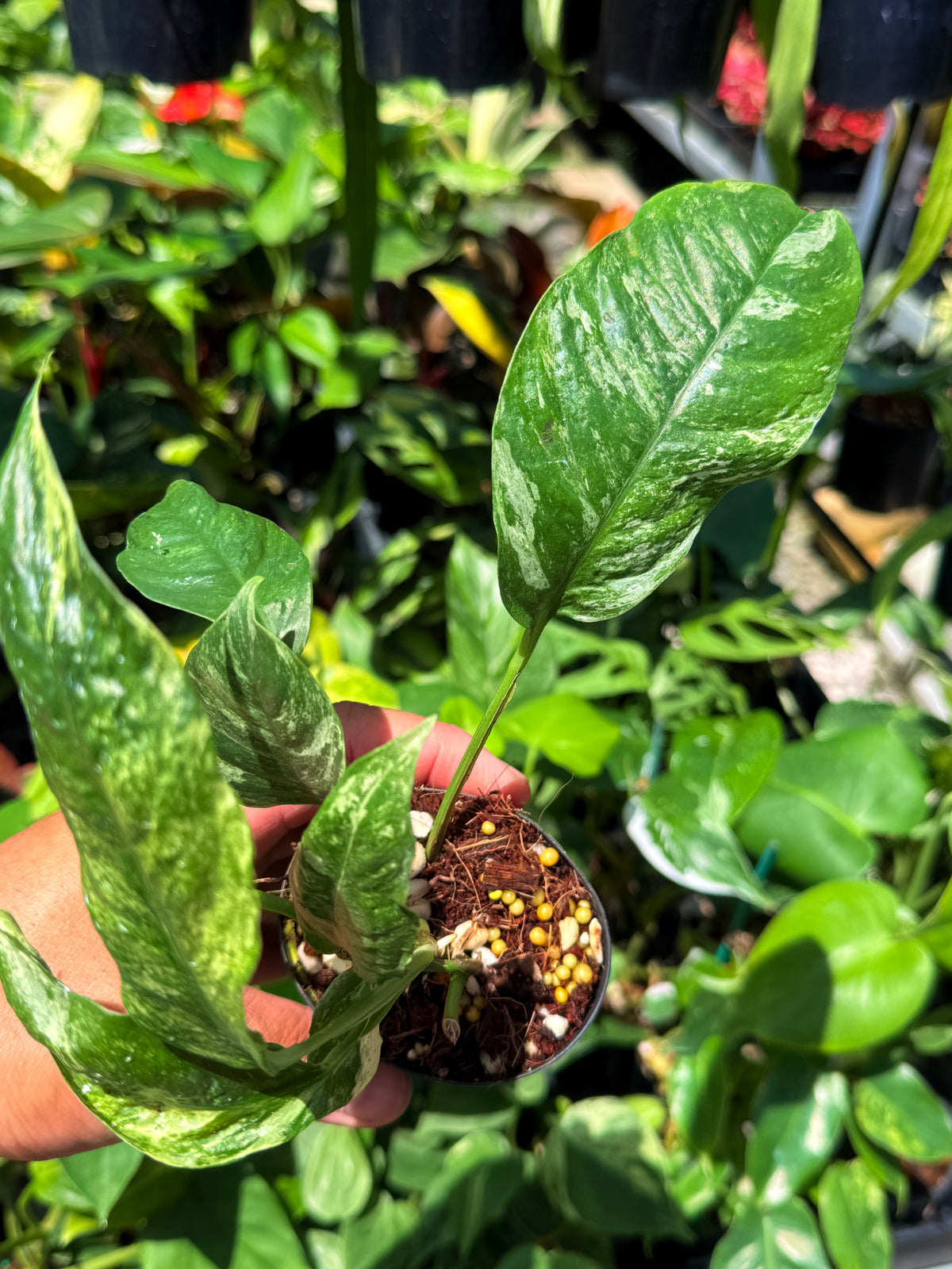 Rhaphidophora 'Puberula Variegata' U78