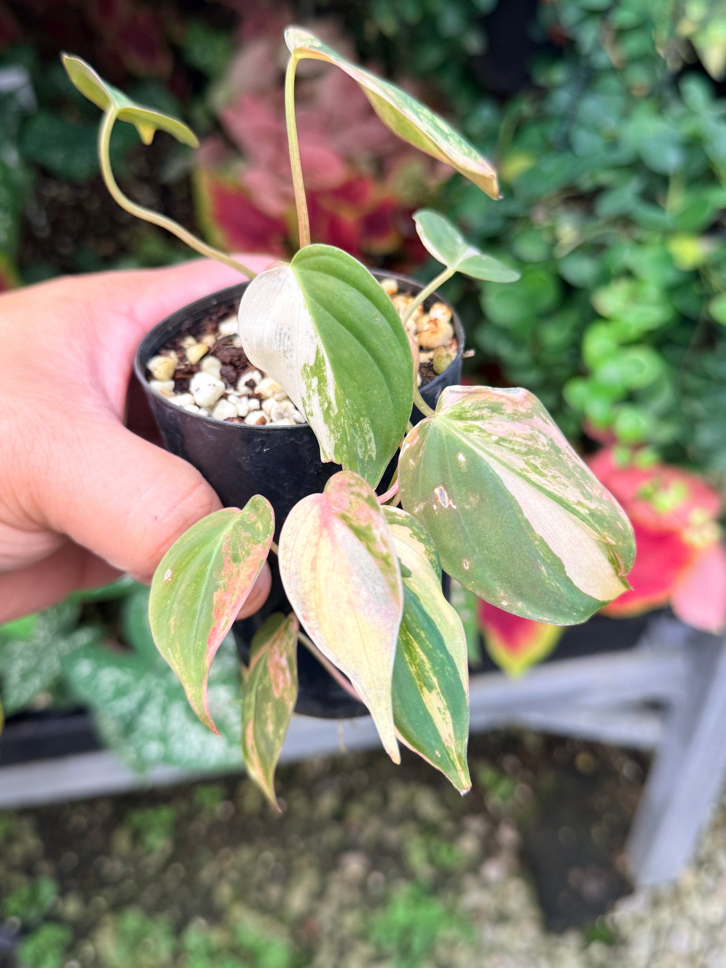 Philodendron Micans Variegated M10