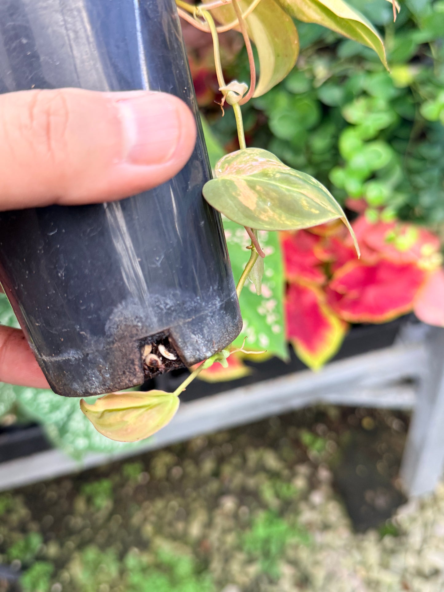Philodendron Micans Variegated M10