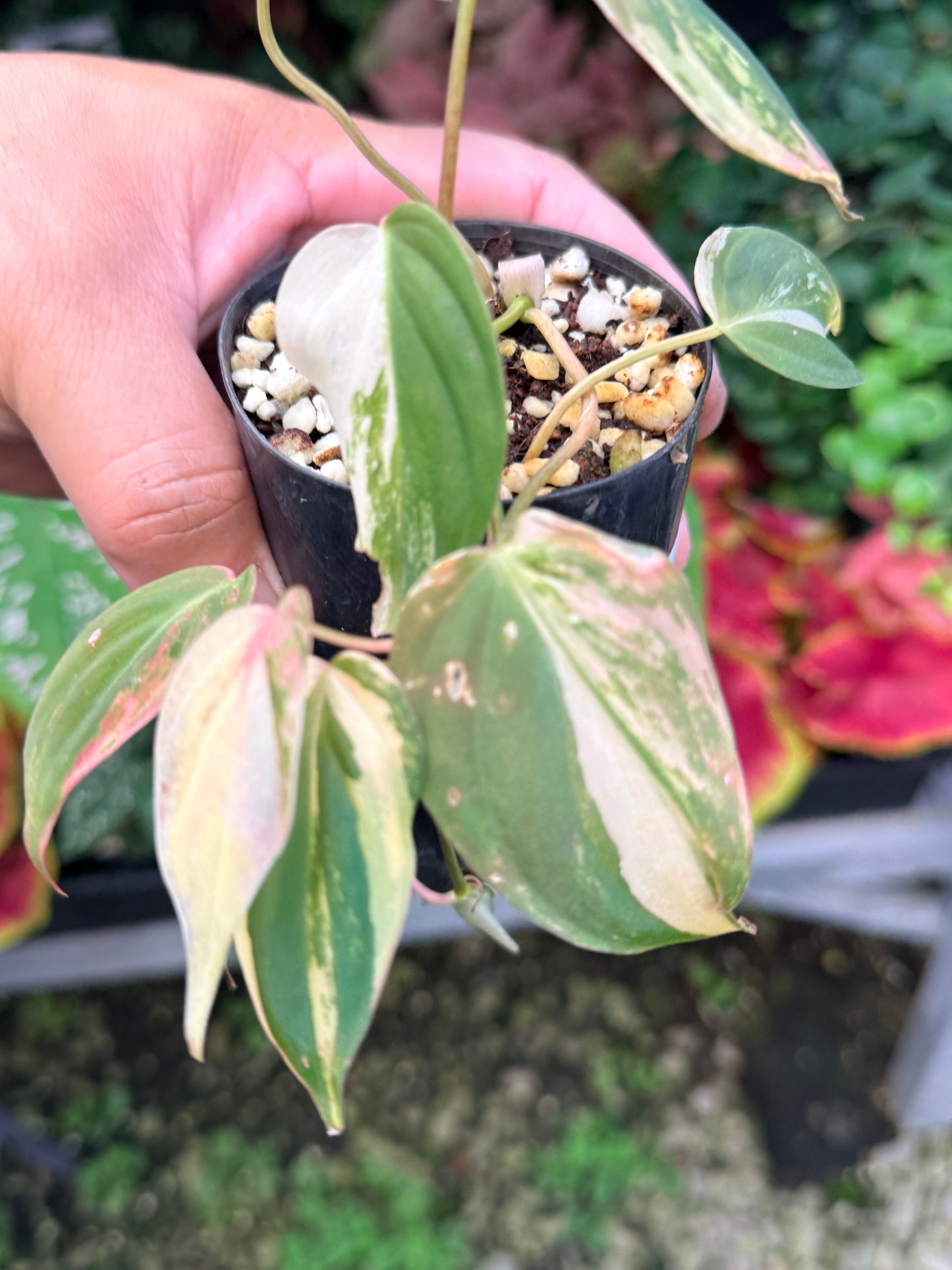 Philodendron Micans Variegated M10