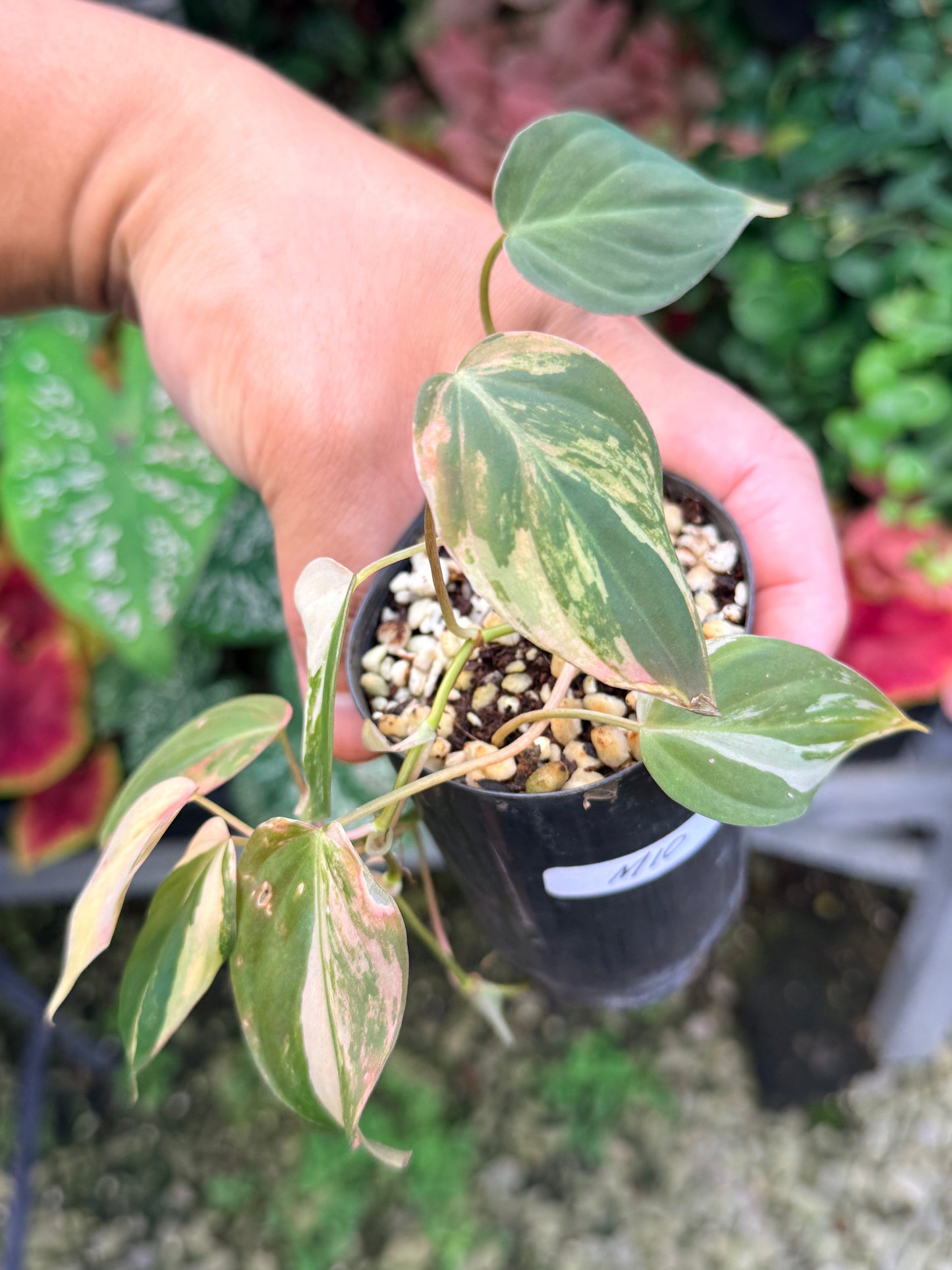 Philodendron Micans Variegated M10
