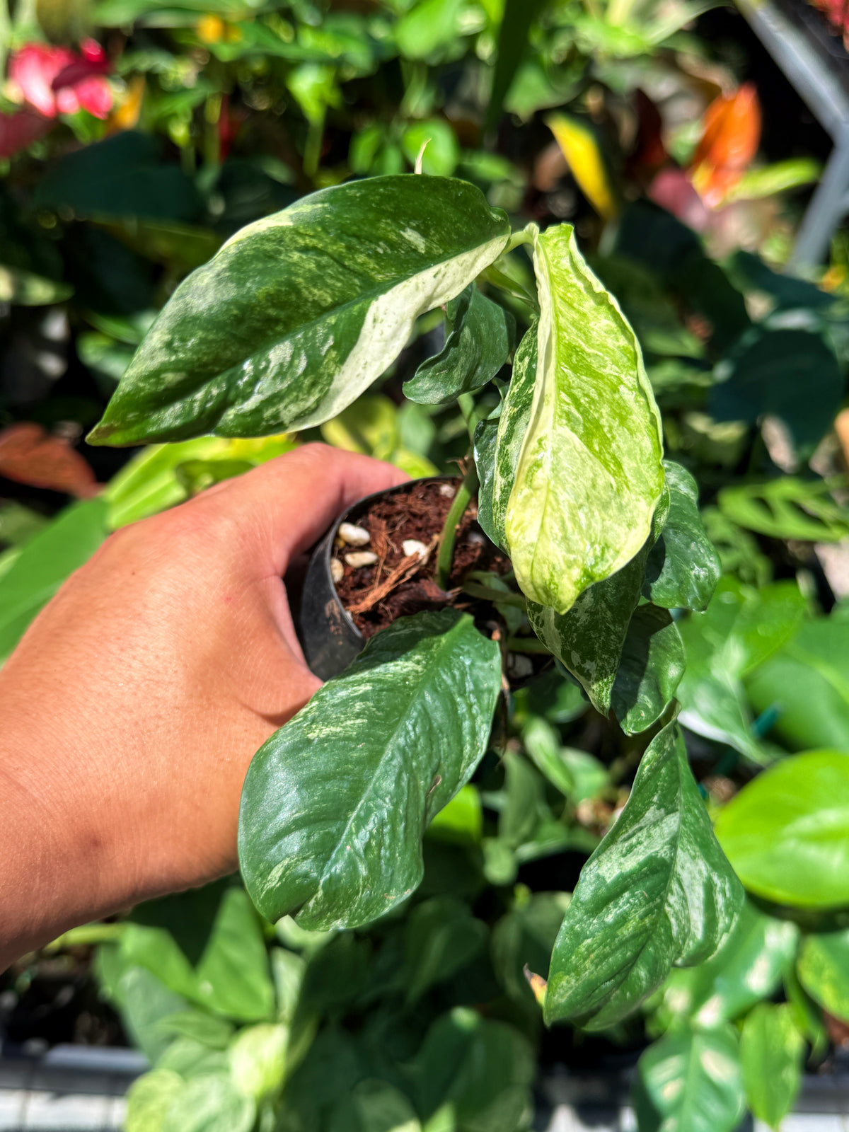 Rhaphidophora 'Puberula Variegata' U79