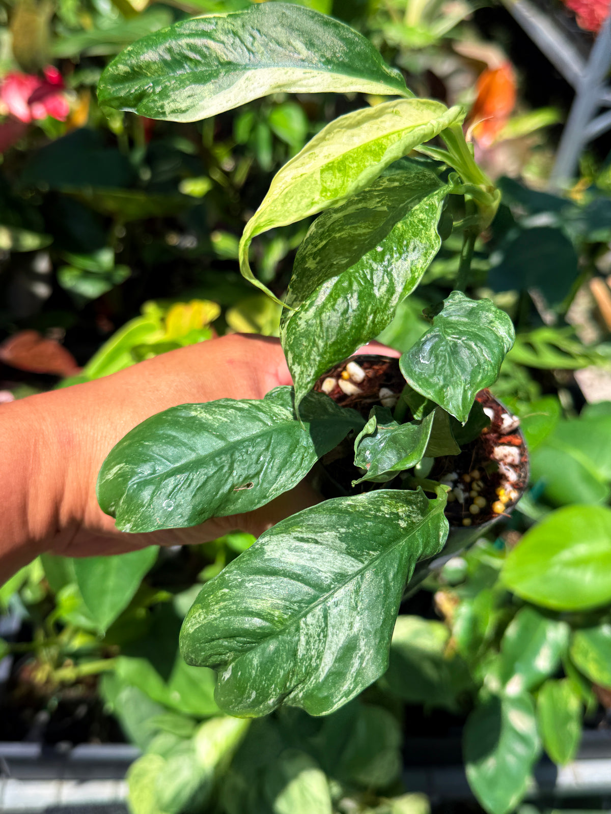 Rhaphidophora 'Puberula Variegata' U78