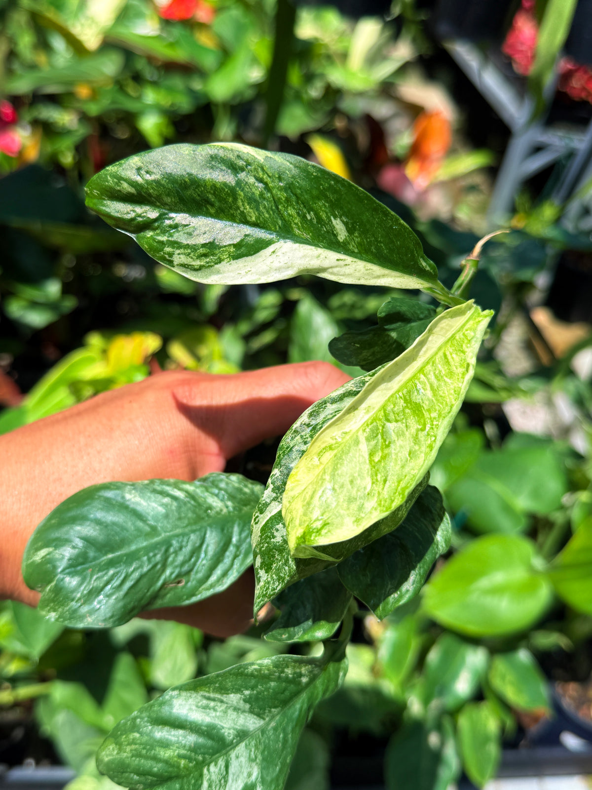 Rhaphidophora 'Puberula Variegata' U79