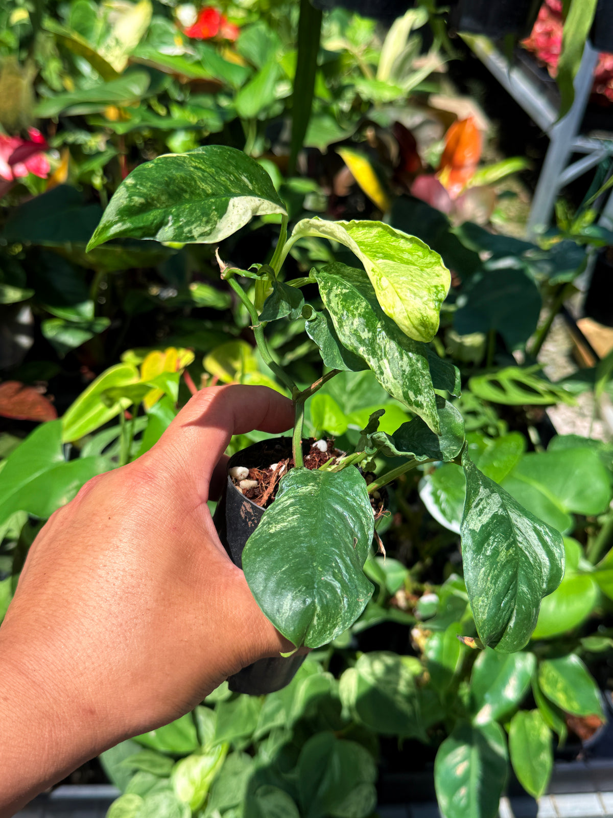 Rhaphidophora 'Puberula Variegata' U78