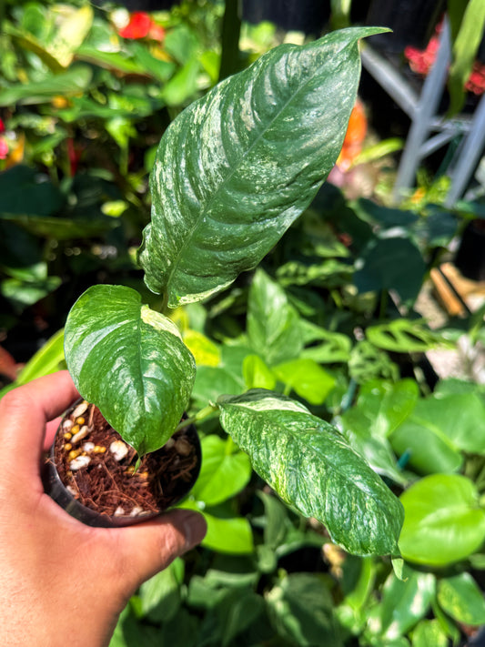 Rhaphidophora 'Puberula Variegata' U81