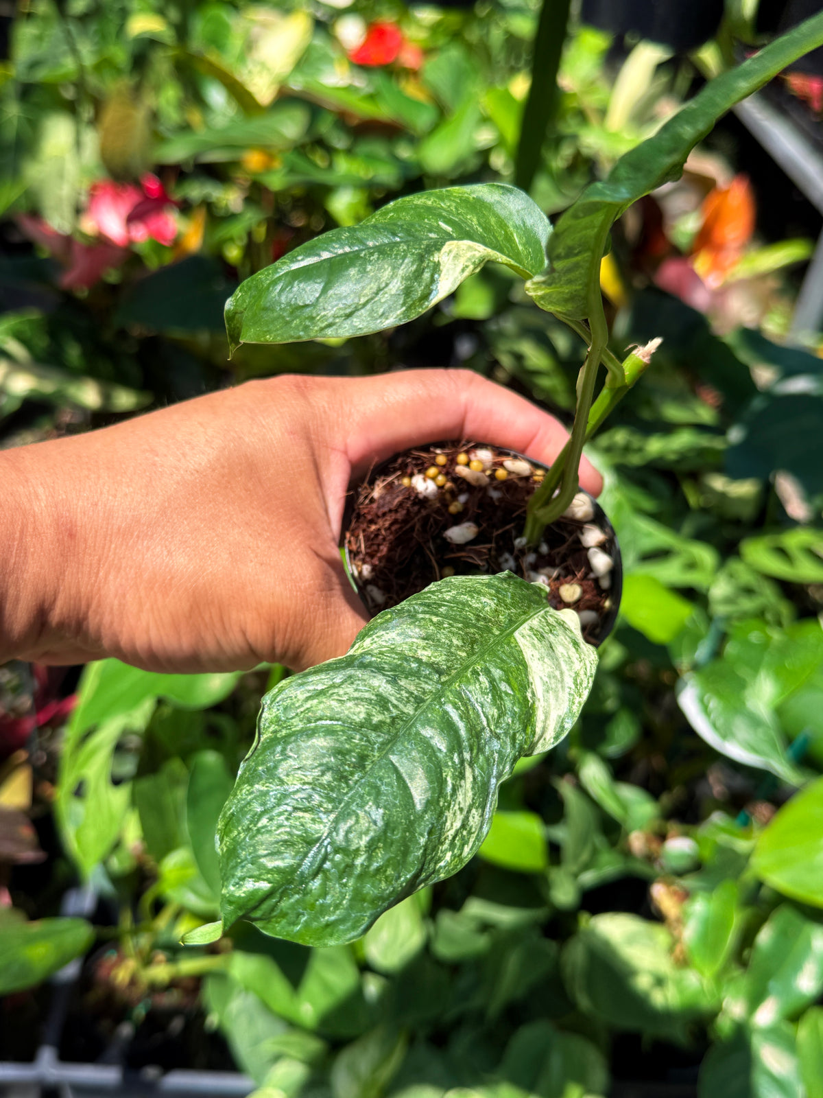Rhaphidophora 'Puberula Variegata' U81