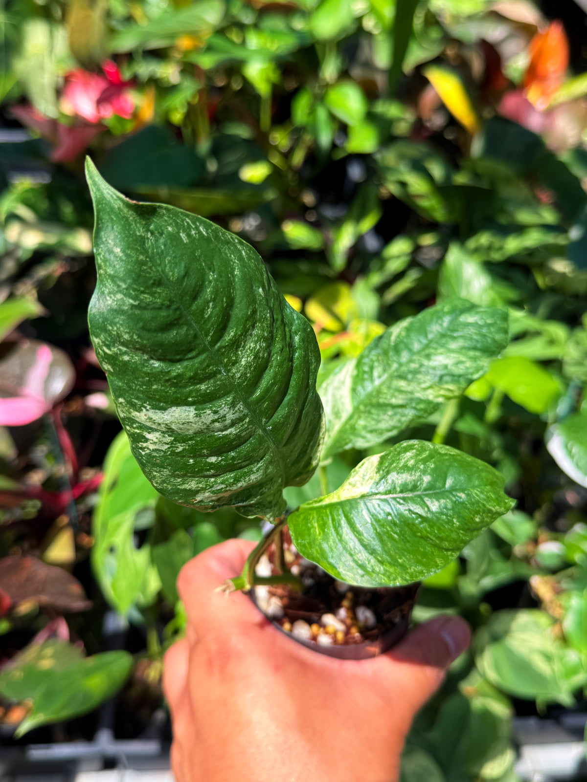 Rhaphidophora 'Puberula Variegata' U81