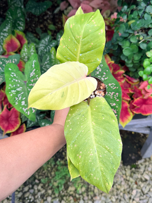 Philodendron 'Snow Drift' M22