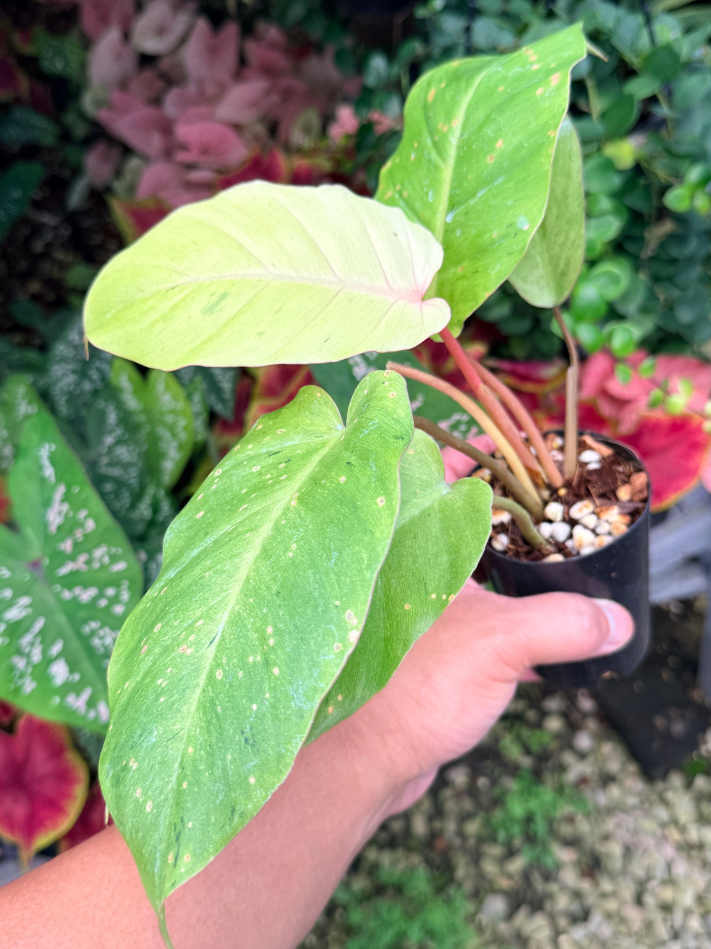 Philodendron 'Snow Drift' M22
