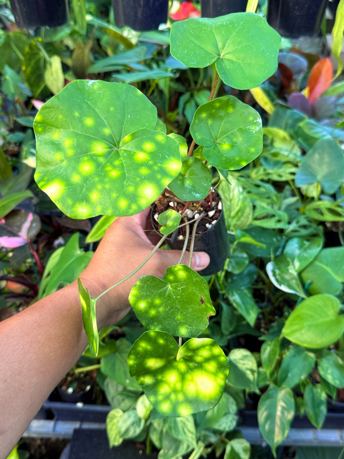 Farfugium japonicum 'Leopard Plant' V7