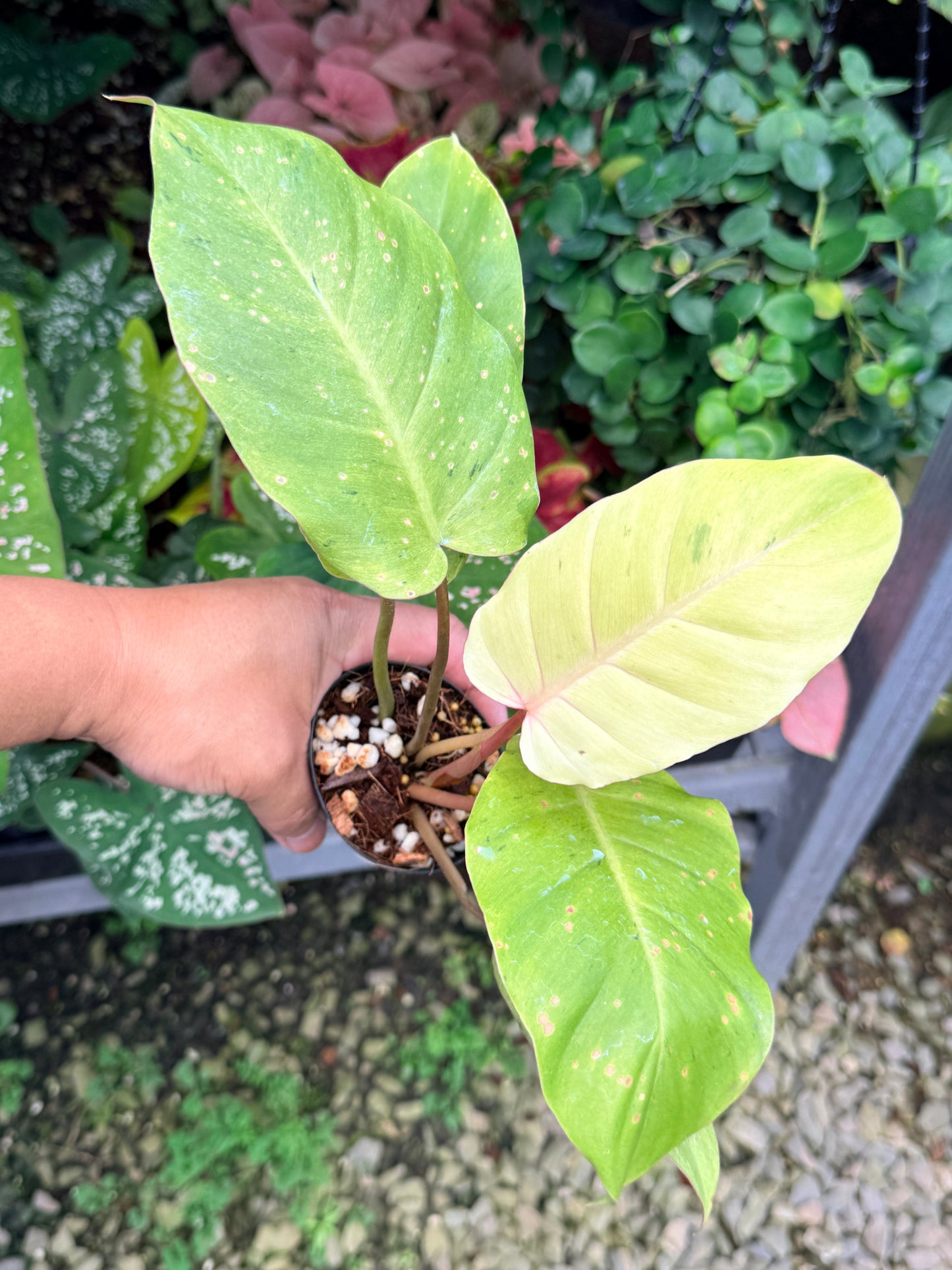 Philodendron 'Snow Drift' M22