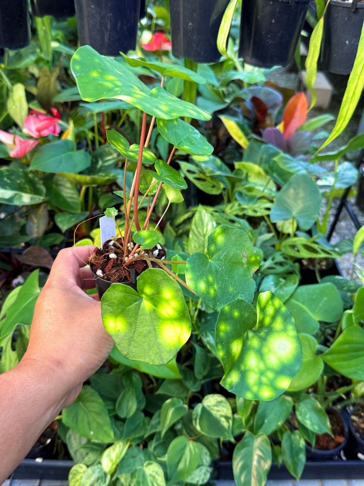 Farfugium japonicum 'Leopard Plant' V7